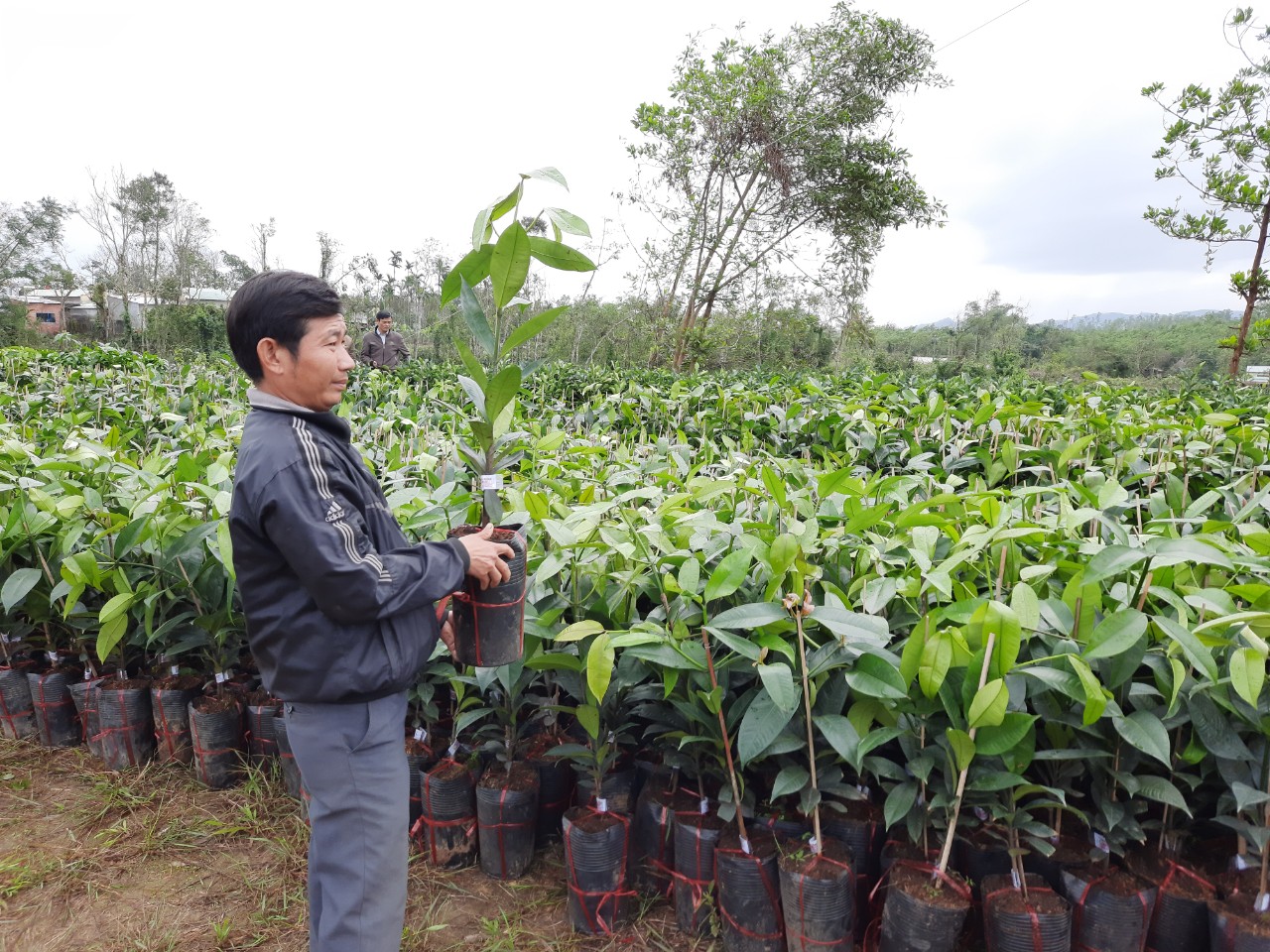 Cây ăn quả mang tên “Nữ Hoàng” chịu được gió bão, dân xứ Quảng xem là “trái vàng” - Ảnh 6.