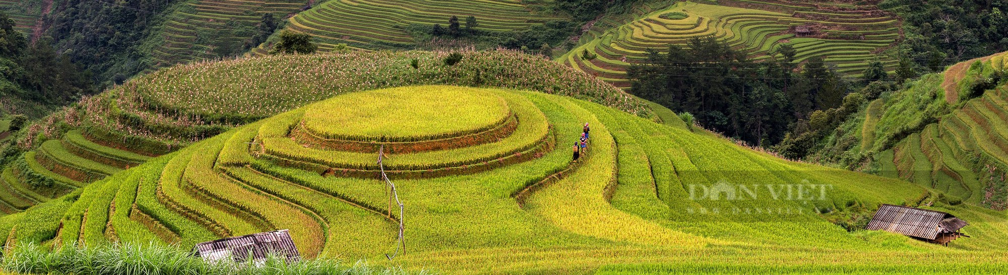 Những ngày này, ruộng bậc thang đang nhuộm vàng khắp Tây Bắc - Ảnh 8.