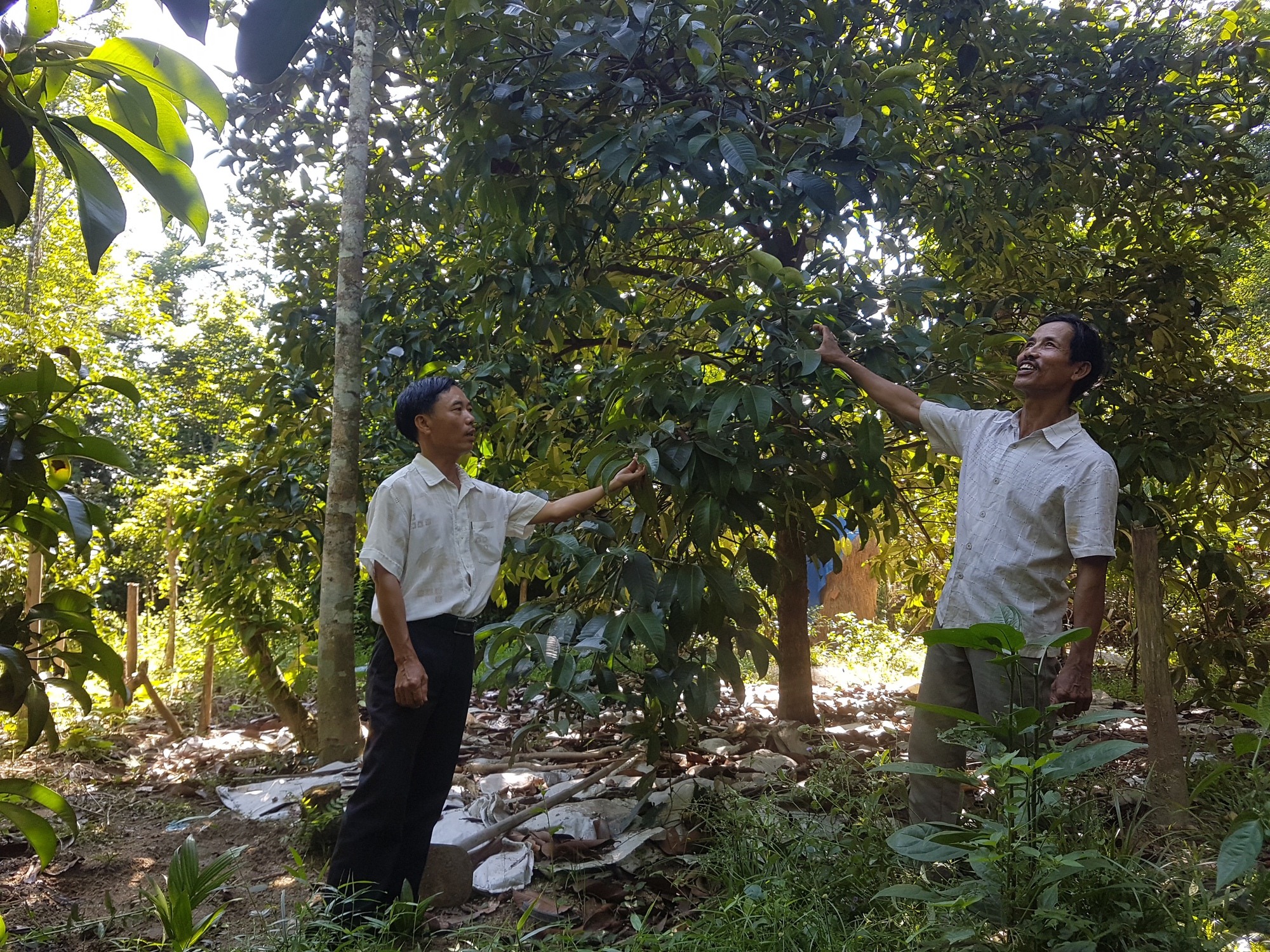 Cây ăn quả mang tên “Nữ Hoàng” chịu được gió bão, dân xứ Quảng xem là “trái vàng” - Ảnh 9.