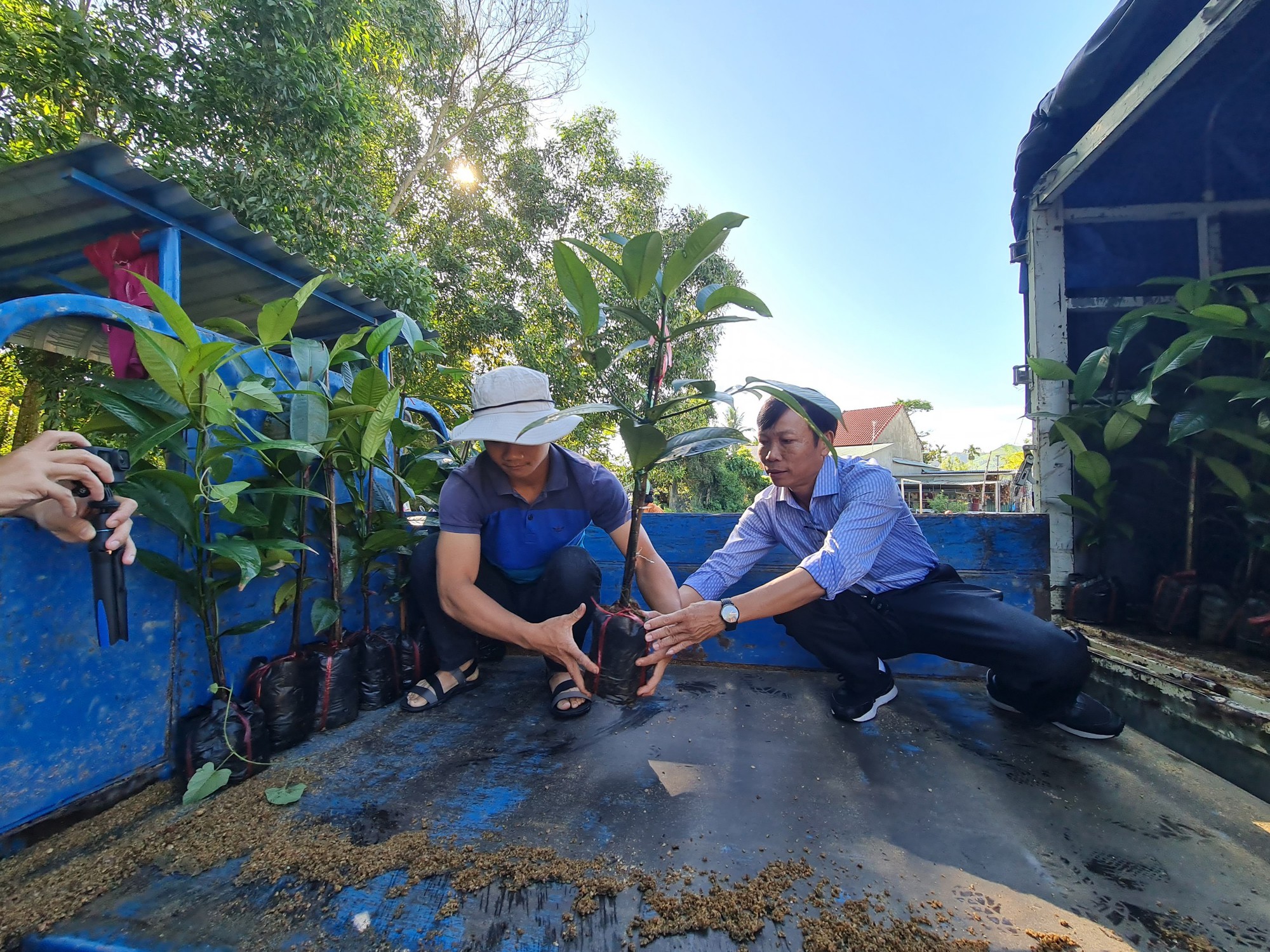 Cây ăn quả mang tên “Nữ Hoàng” chịu được gió bão, dân xứ Quảng xem là “trái vàng” - Ảnh 1.