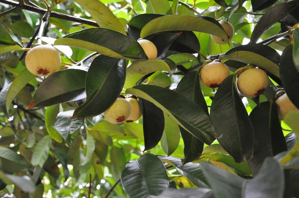 Cây ăn quả mang tên “Nữ Hoàng” chịu được gió bão, dân xứ Quảng xem là “trái vàng” - Ảnh 10.