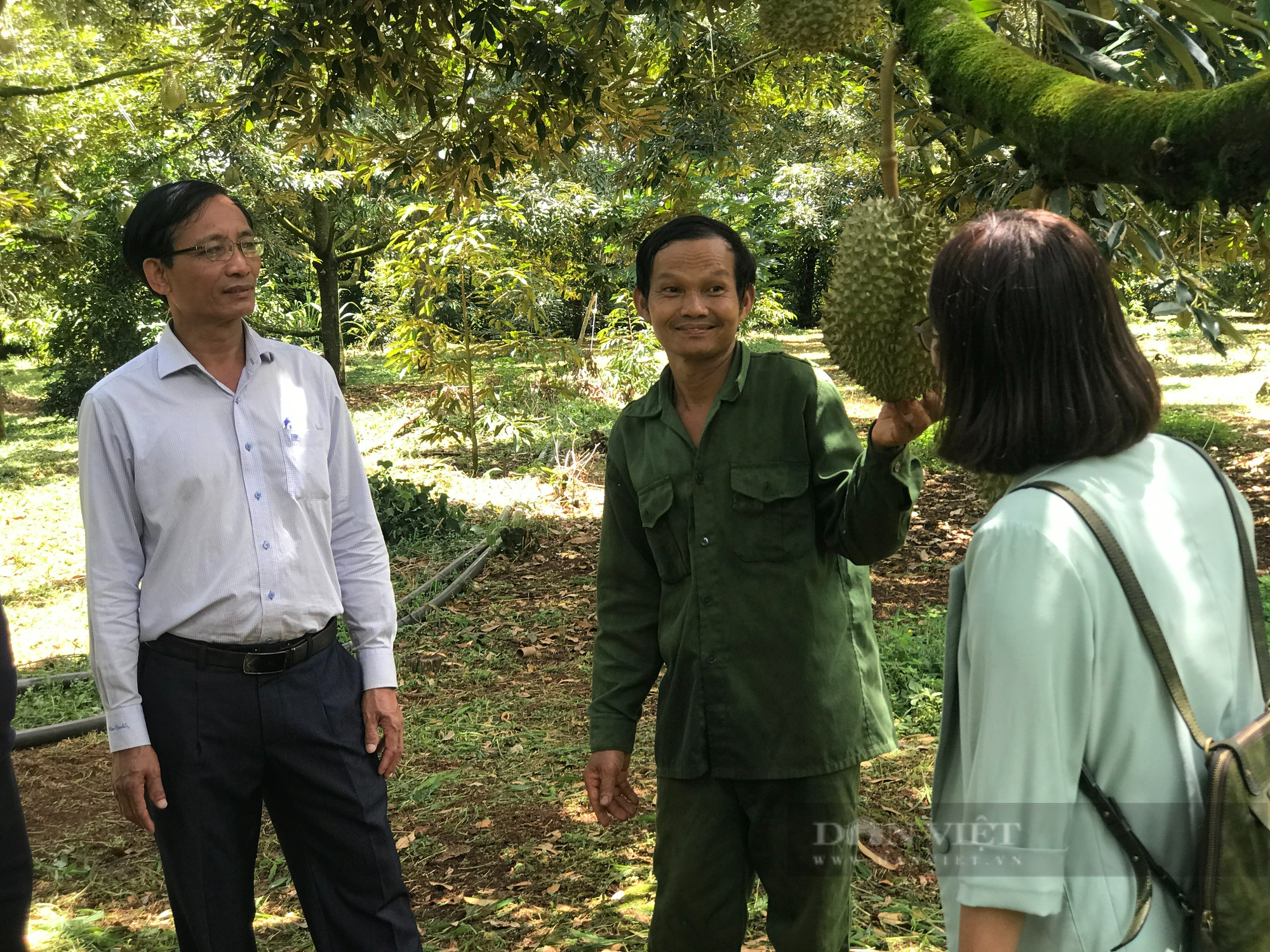 Kỳ lạ: Lão nông trồng sầu riêng ở Đắk Lắk dùng lưỡi để thử thuốc đuổi côn trùng, sợ năng suất quá cao - Ảnh 3.