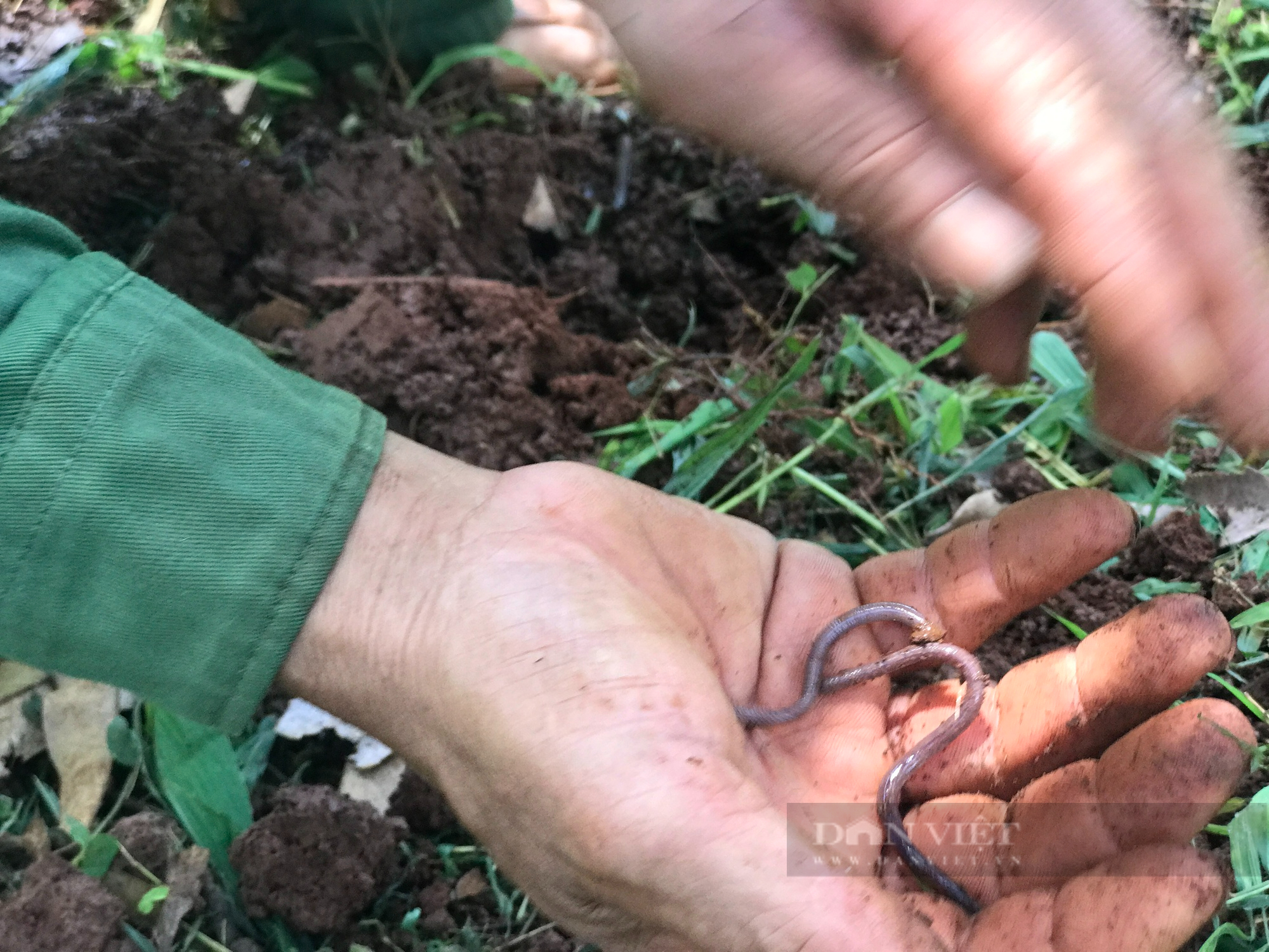 Kỳ lạ: Lão nông trồng sầu riêng ở Đắk Lắk dùng lưỡi để thử thuốc đuổi côn trùng, sợ năng suất quá cao - Ảnh 4.