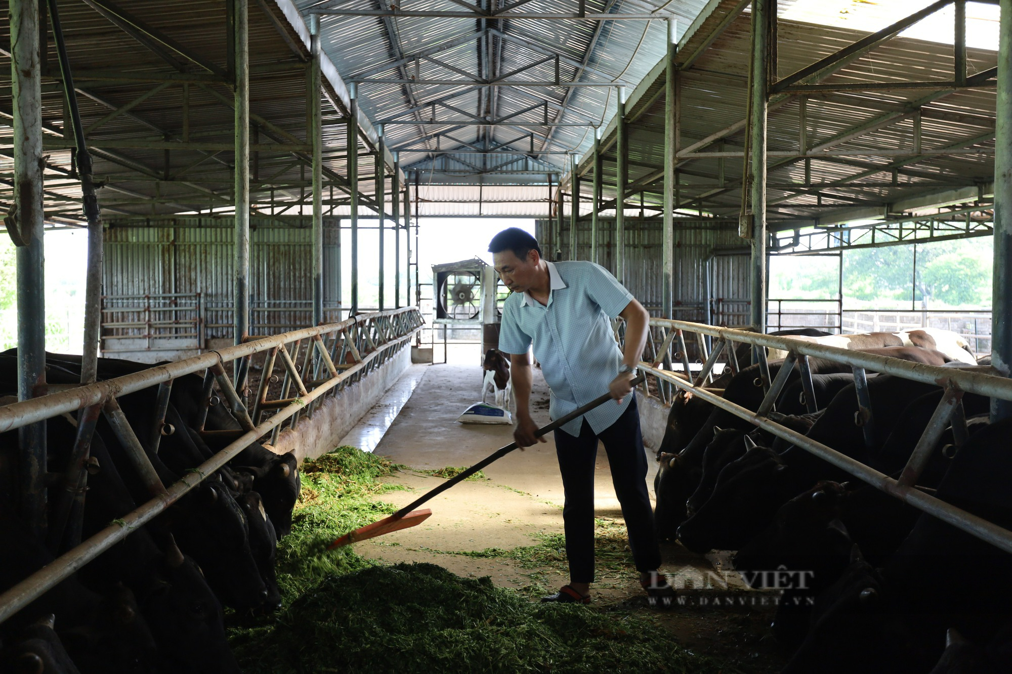 Nông dân xuất sắc 2022 đến từ Hà Nam từng là Chánh Văn phòng huyện ủy nay “bỏ” về nuôi bò 3B thu tiền tỷ - Ảnh 6.