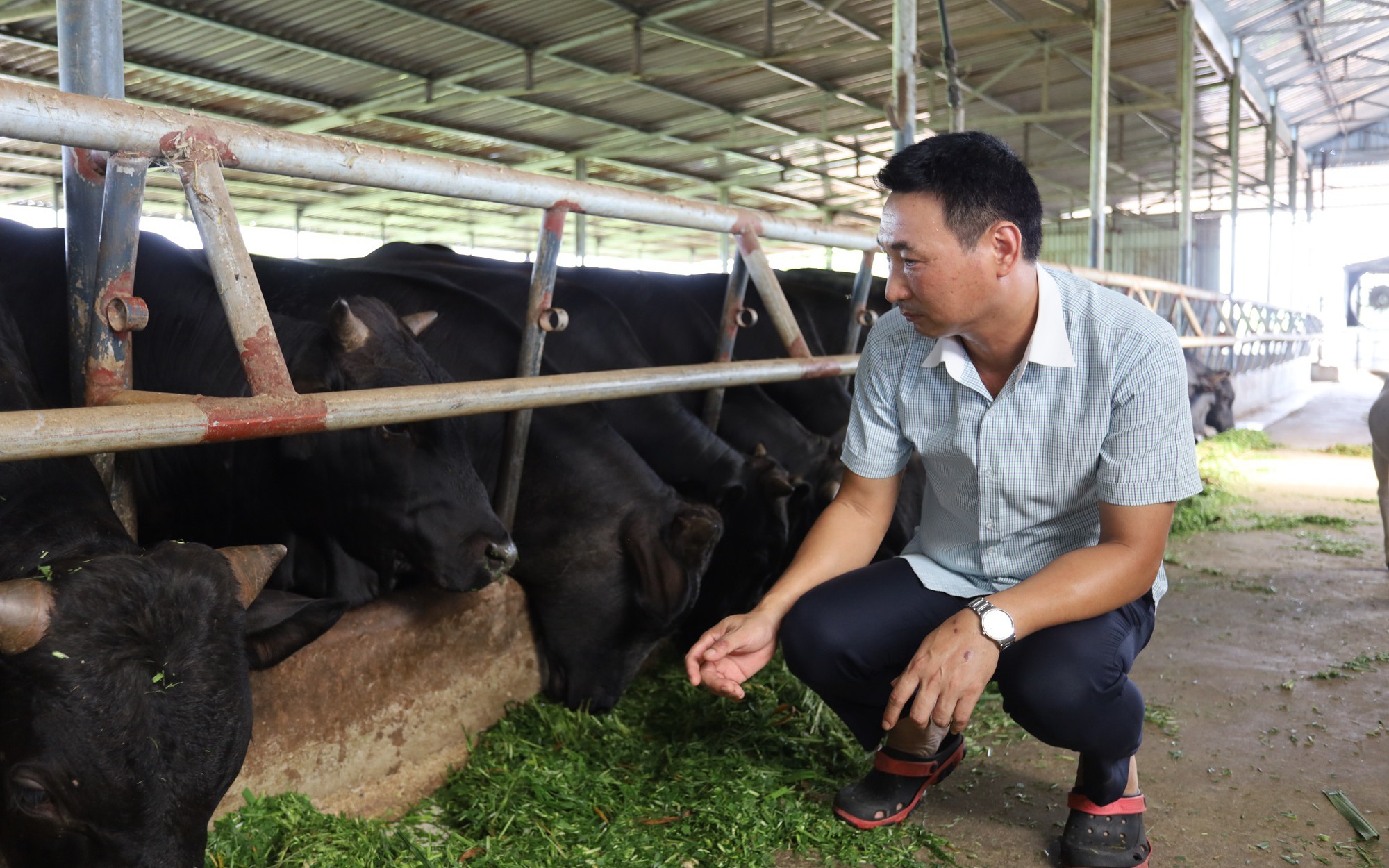 Nông dân xuất sắc 2022 đến từ Hà Nam từng là Chánh Văn phòng Huyện ủy nay là tỷ phú nuôi bò 3B