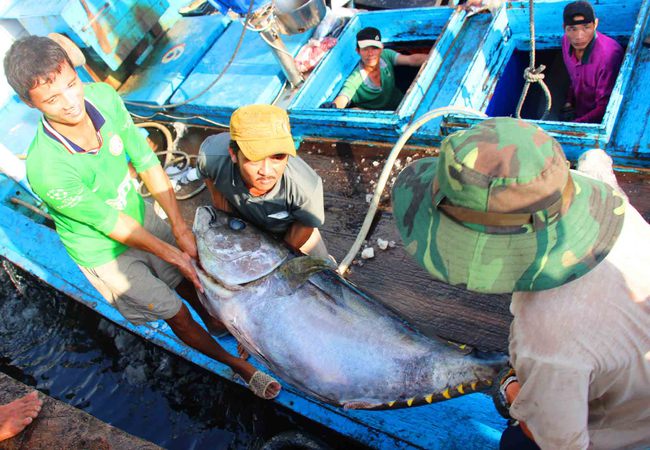 Ủy ban Châu âu (EC) kiểm tra thực hiện khai thác chống IUU vào tháng 10, &quot;cơ hội để Việt Nam gỡ thẻ vàng&quot; - Ảnh 2.