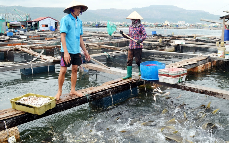 Thiếu thức ăn nuôi cá biển, ngư dân phải &quot;lấy cá cho cá ăn&quot;, nguy cơ dịch bệnh bùng phát