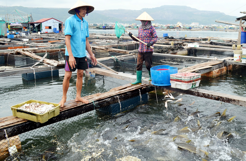 80% thị phần thức ăn công nghiệp cho cá biển rơi vào tay doanh nghiệp ngoại - Ảnh 2.