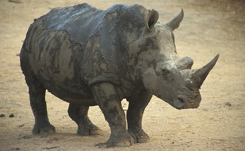 6 con tê giác chết đồng loạt là loài tê giác 2 sừng, mỗi cá thể nặng hơn 1 tấn - Ảnh 2.