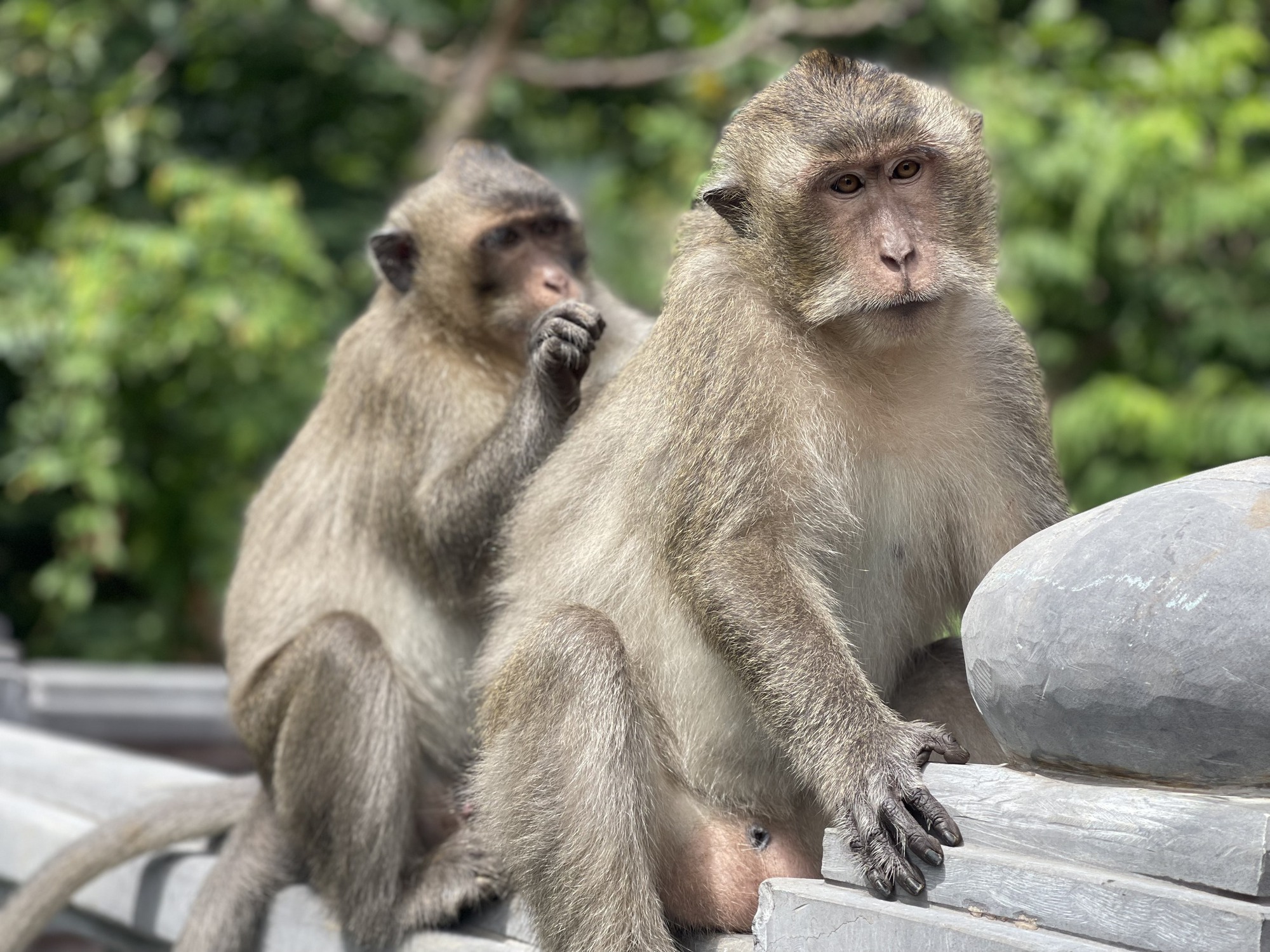 Loài khỉ chỉ có ở Côn Đảo, thuộc nhóm động vật đặc hữu cần bảo vệ