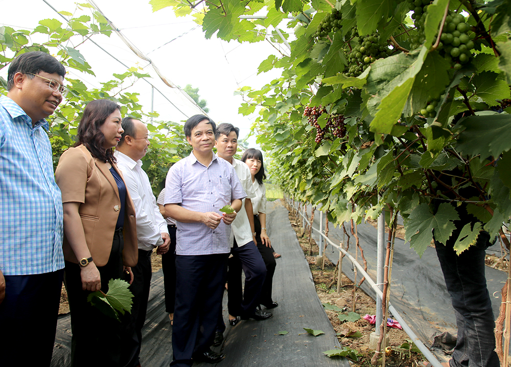 Phú Thọ: Lan tỏa phong trào nông dân sản xuất, kinh doanh giỏi ở huyện miền núi Thanh Sơn - Ảnh 1.