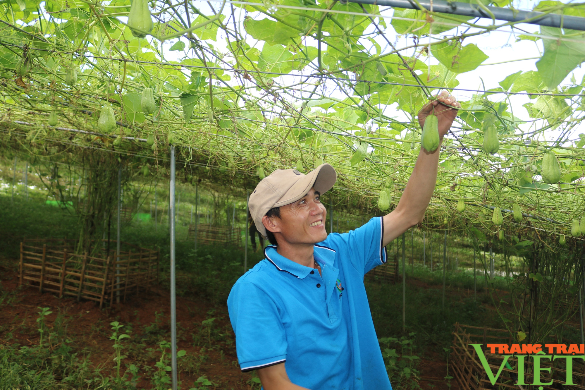 Lan tỏa phong trào nông dân sản xuất, kinh doanh giỏi ở xã vùng cao Sơn La - Ảnh 3.