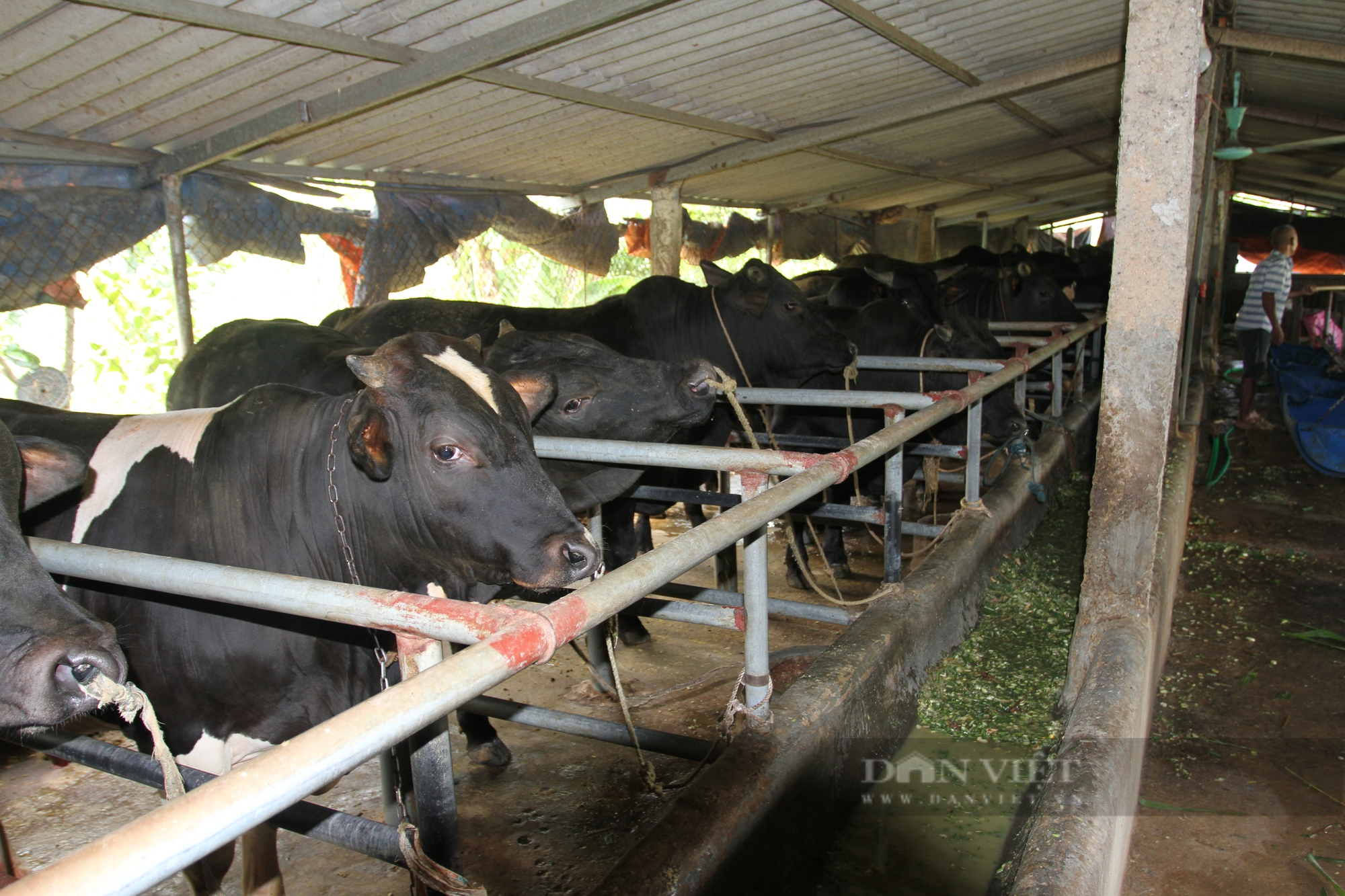 Thái Nguyên: Nhiều nông dân khát vốn từ nuôi bò 3B - Ảnh 3.
