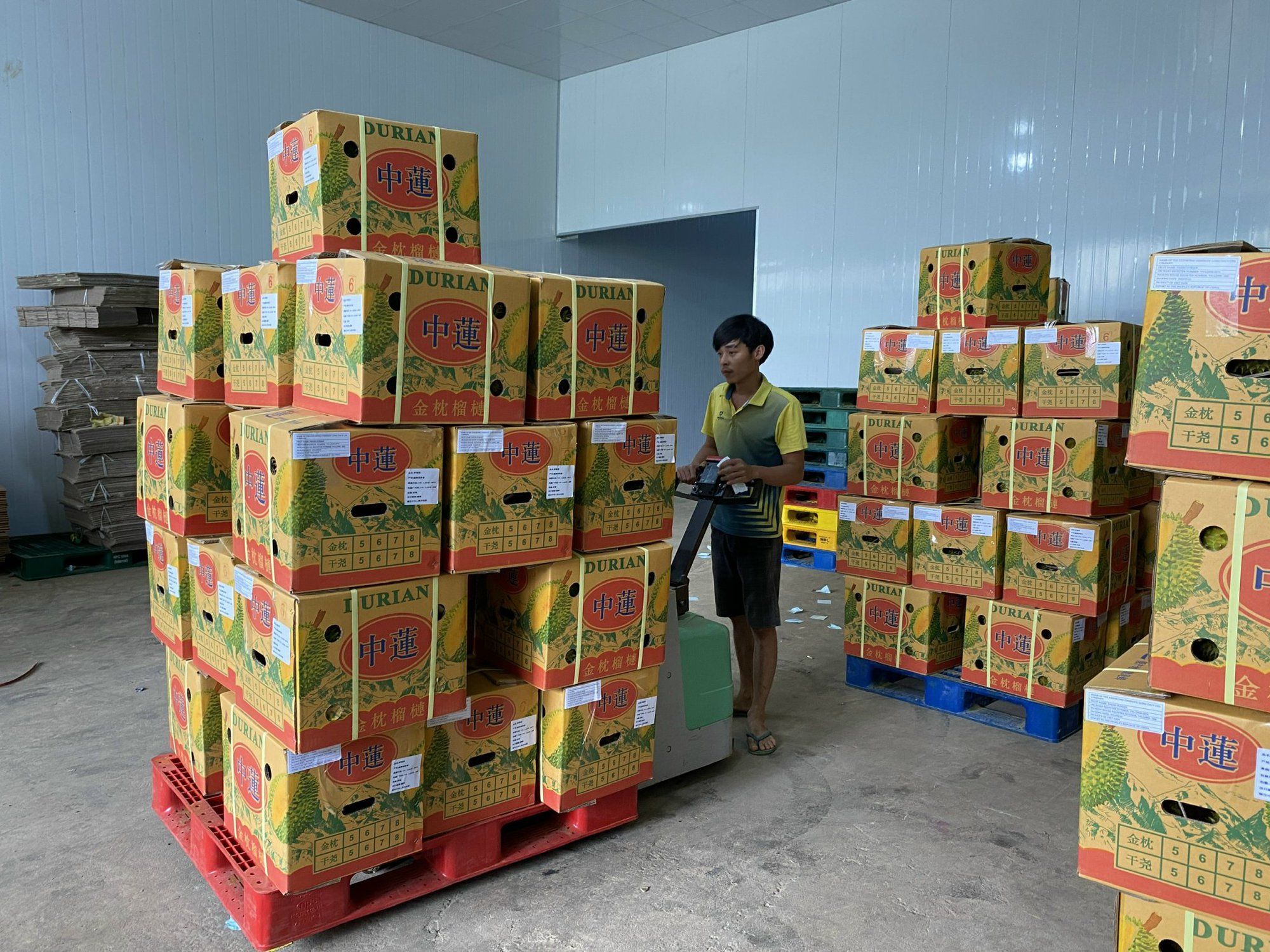 Lâm Đồng xuất khẩu sầu riêng chính ngạch sang Trung Quốc lần đầu tiên trên 70 tấn - Ảnh 2.