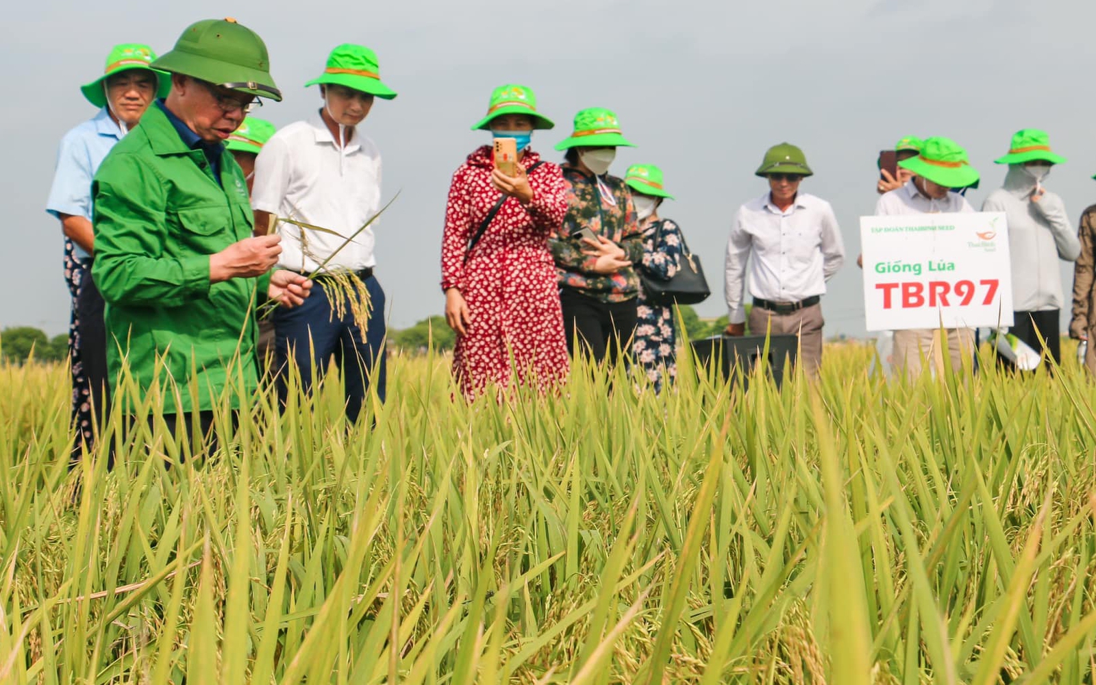 Giống lúa TBR97 của ThaiBinh Seed cho năng suất &quot;khủng&quot; thế nào mà bà con xôn xao bàn tán?