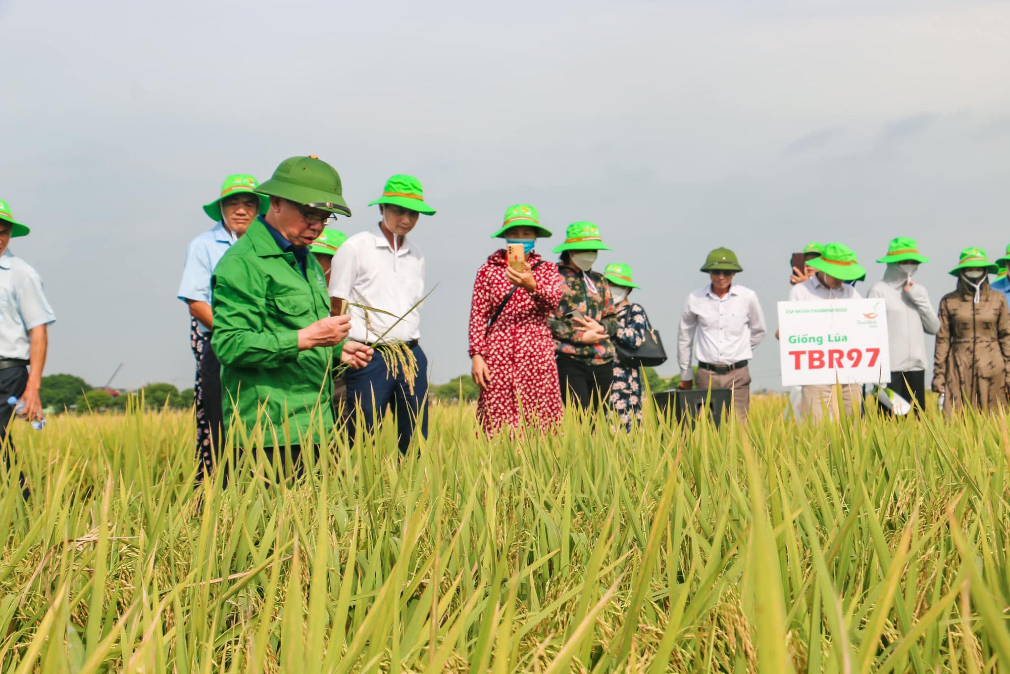 Giống lúa TBR97 của ThaiBinh Seed hứa hẹn là quả &quot;bom tấn&quot; trong sản xuất lúa trên cả nước - Ảnh 1.