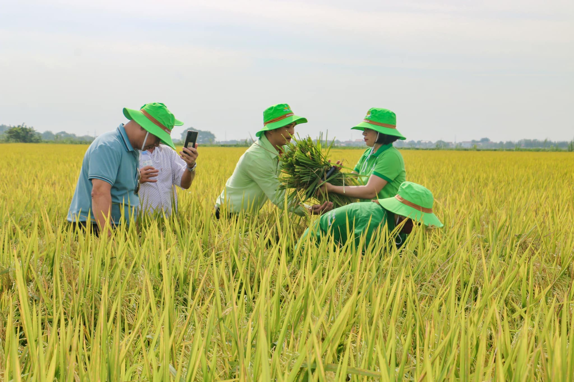 Giống lúa TBR97 của ThaiBinh Seed hứa hẹn là quả &quot;bom tấn&quot; trong sản xuất lúa trên cả nước - Ảnh 2.