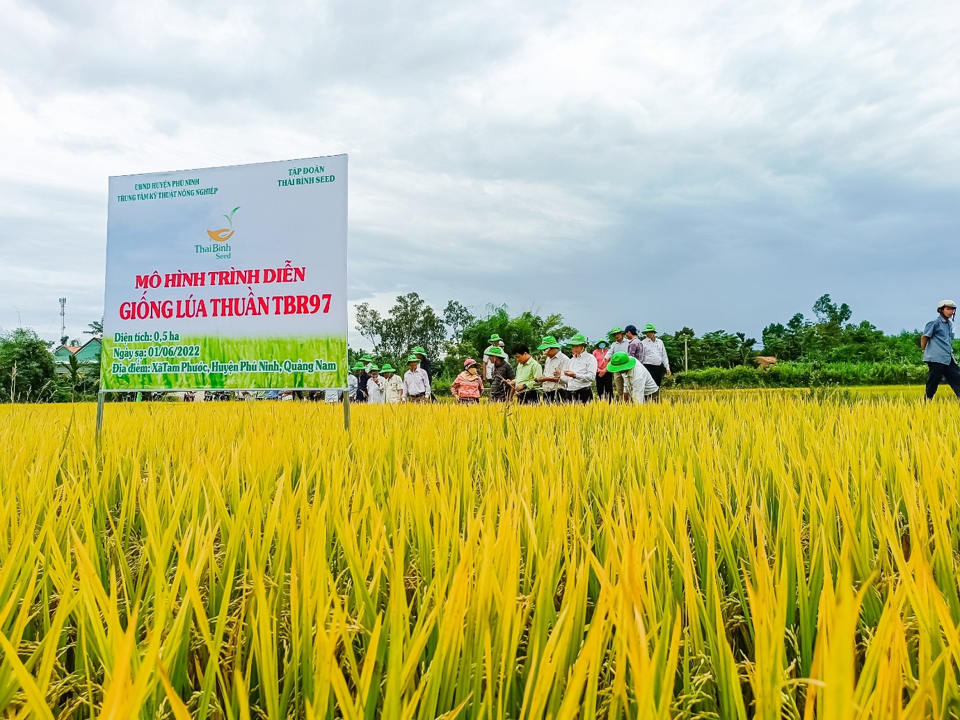 Giống lúa TBR97 của ThaiBinh Seed hứa hẹn là quả &quot;bom tấn&quot; trong sản xuất lúa trên cả nước - Ảnh 4.