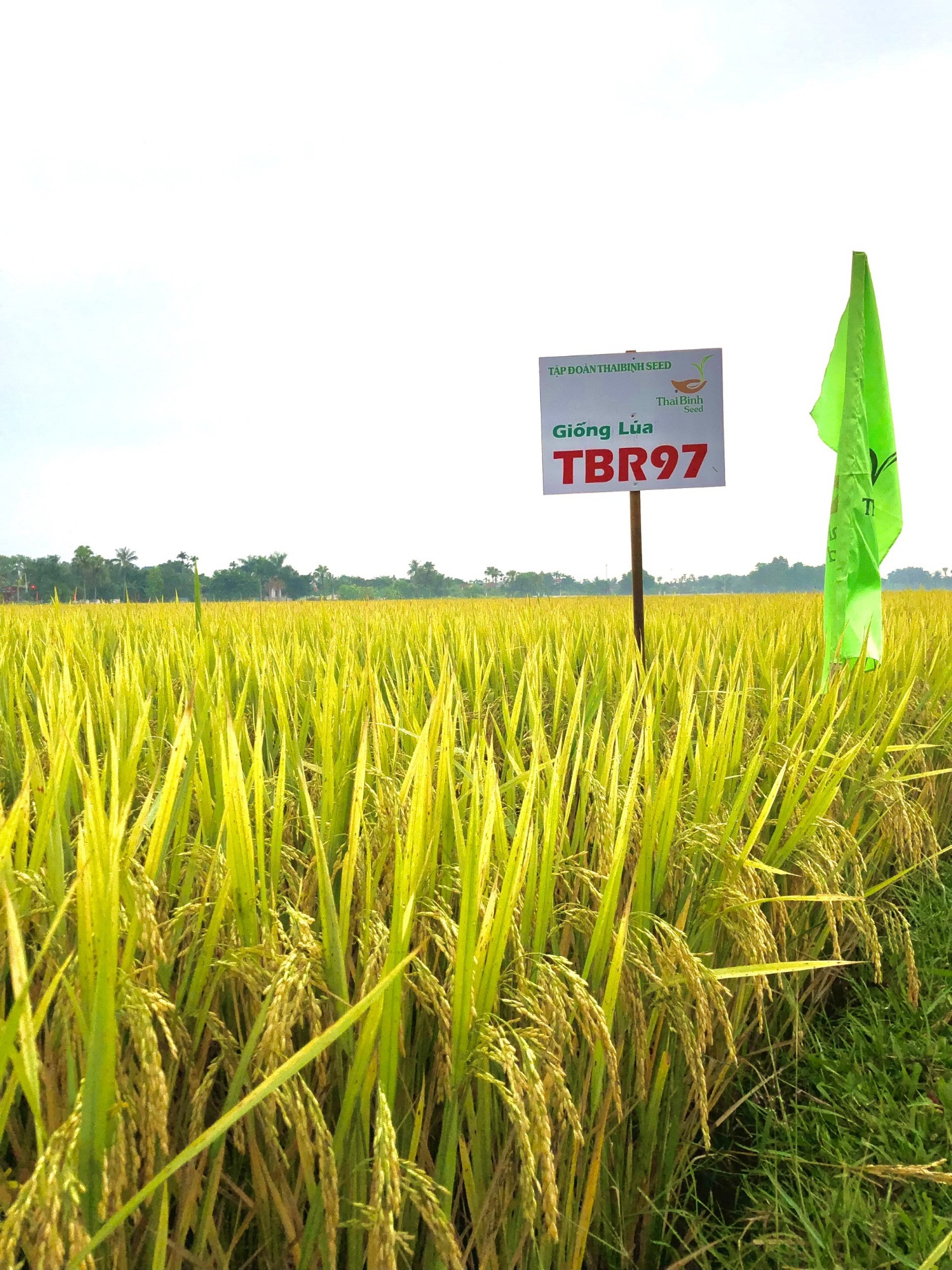 Giống lúa TBR97 của ThaiBinh Seed hứa hẹn là quả &quot;bom tấn&quot; trong sản xuất lúa trên cả nước - Ảnh 5.