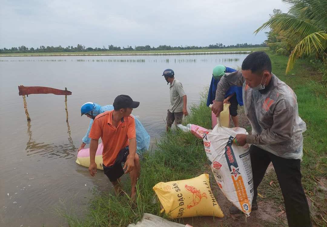 Nông dân xã này ở Kiên Giang thả vô số cá giống xuống &quot;đồng không mông quạnh&quot; để làm gì? - Ảnh 1.