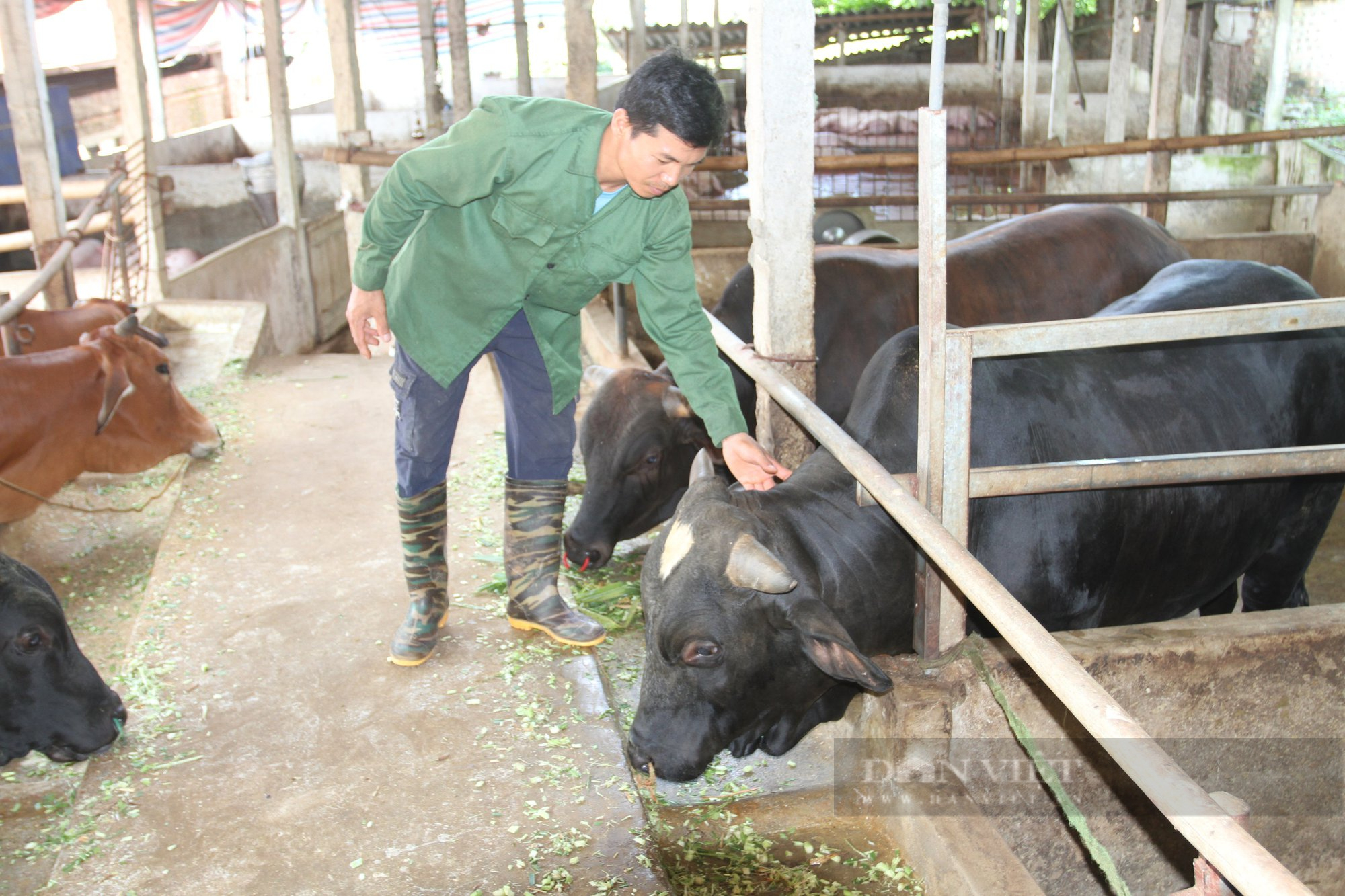 Thái Nguyên: Nhiều nông dân khát vốn từ nuôi bò 3B - Ảnh 4.