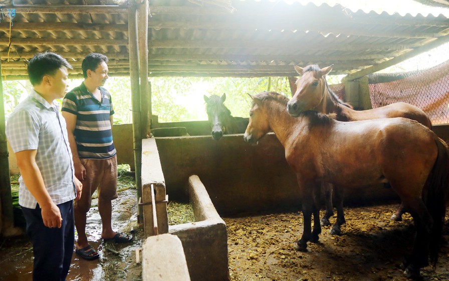 Vùng đất này ở Lào Cai bất ngờ nhiều nhà khá giả hẳn lên nhờ nuôi ngựa đẻ