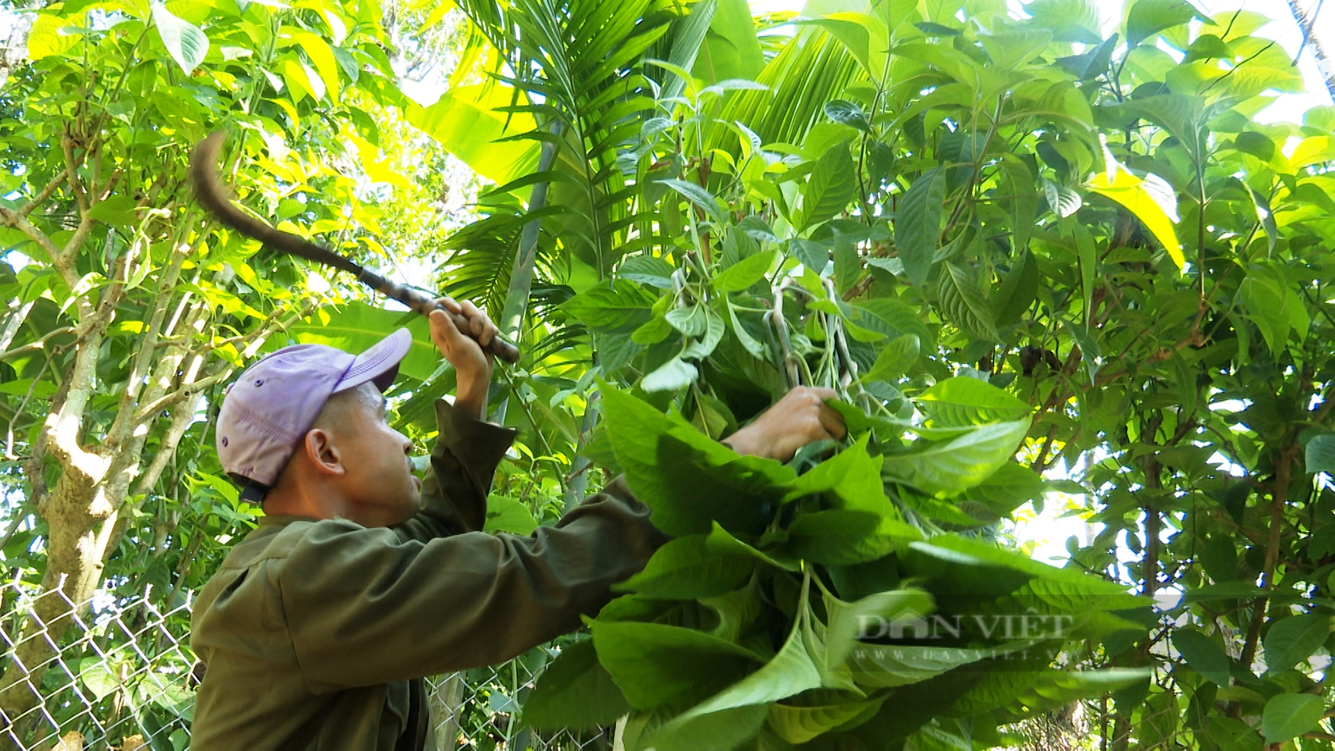 Quảng Nam: Thôi làm công an xã về nuôi con 4 chân ăn cỏ, lá chạy quanh vườn thu trăm triệu mỗi năm - Ảnh 2.