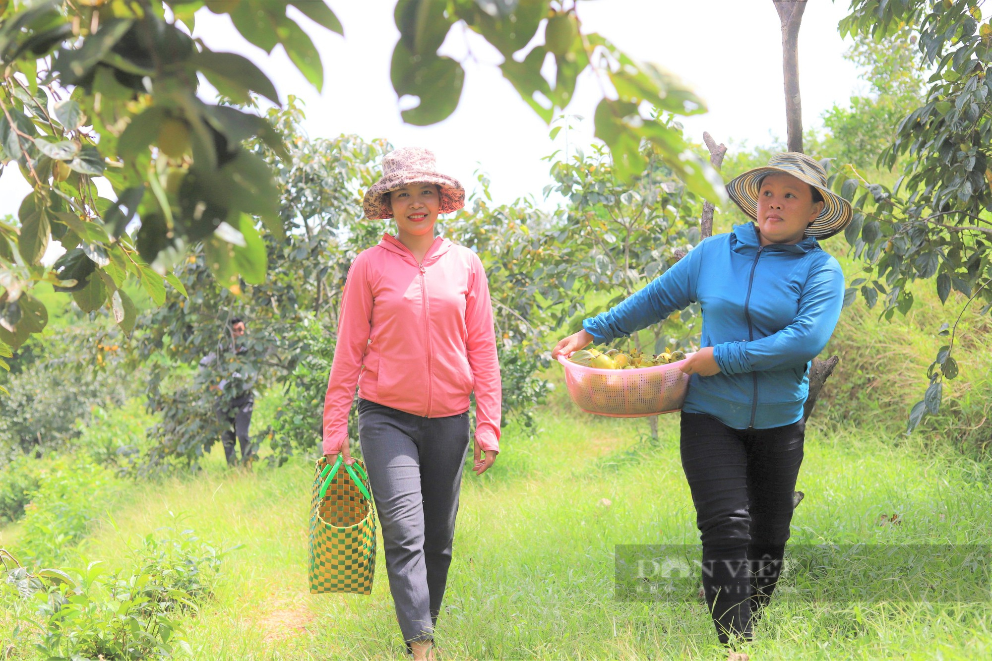 Trồng loại hồng khó nhân giống, nông dân miền núi Hà Tĩnh thu về hàng trăm triệu mỗi năm - Ảnh 6.