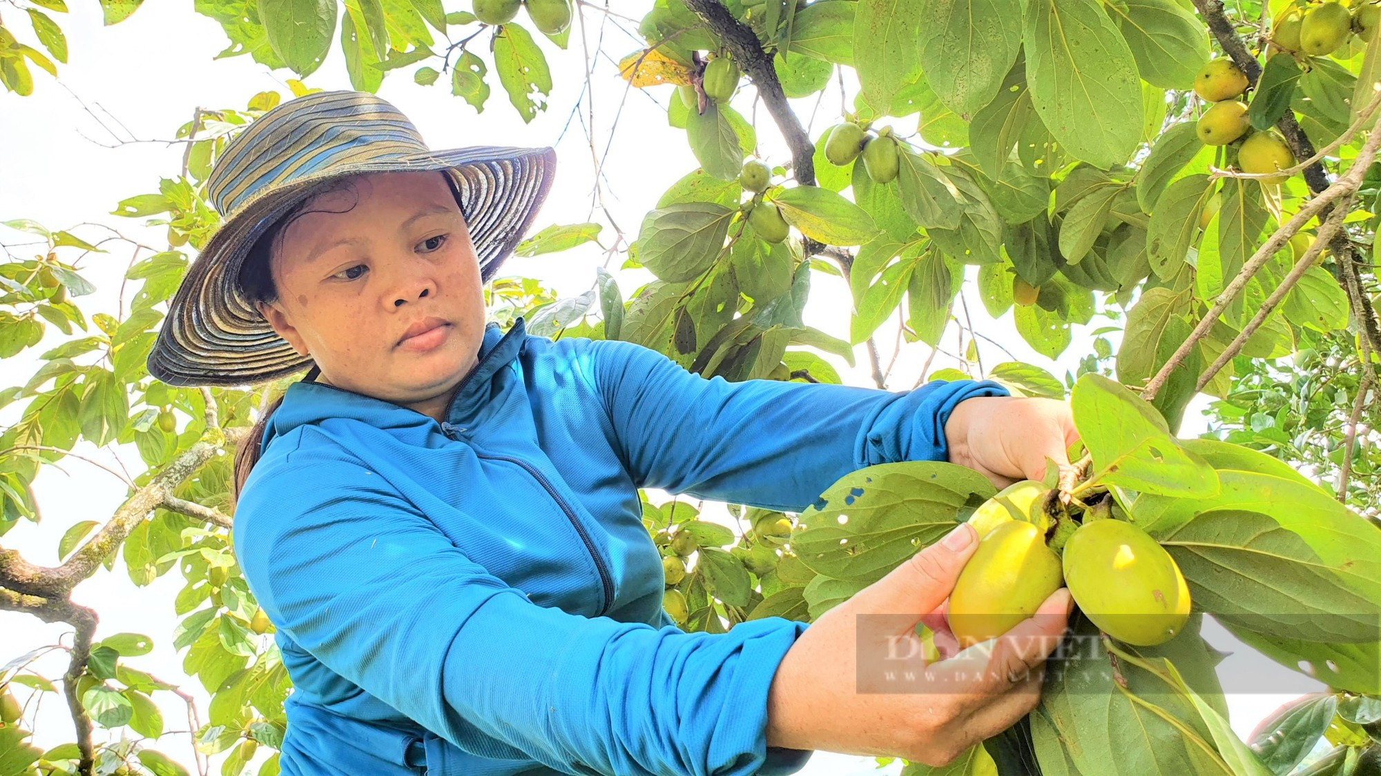 Trồng loại hồng khó nhân giống, nông dân miền núi Hà Tĩnh thu về hàng trăm triệu mỗi năm - Ảnh 10.