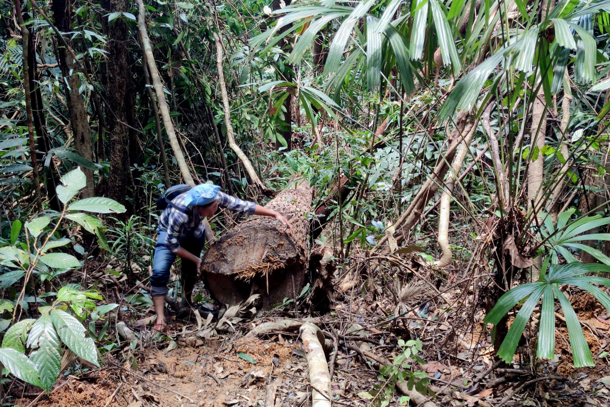Vụ khai thác gỗ quy mô lớn ở vùng biên Kon Tum: Bắt giữ 3 đối tượng - Ảnh 3.