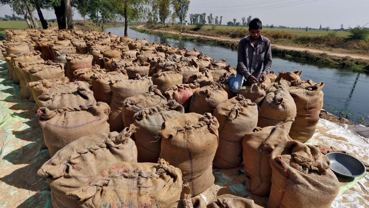 Lô hàng gạo Ấn Độ mắc kẹt tại cảng sau lệnh cấm, thương nhân cầu cứu chính phủ. Ảnh: @AFP.