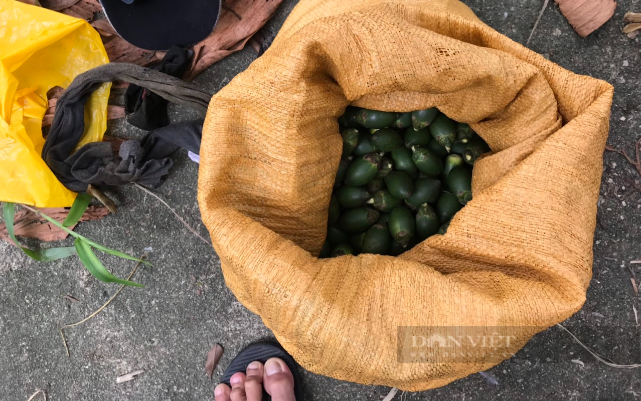 Quảng Nam: Cau trái có giá, người dân vừa mừng vừa lo nạn “cau tặc” - Ảnh 4.