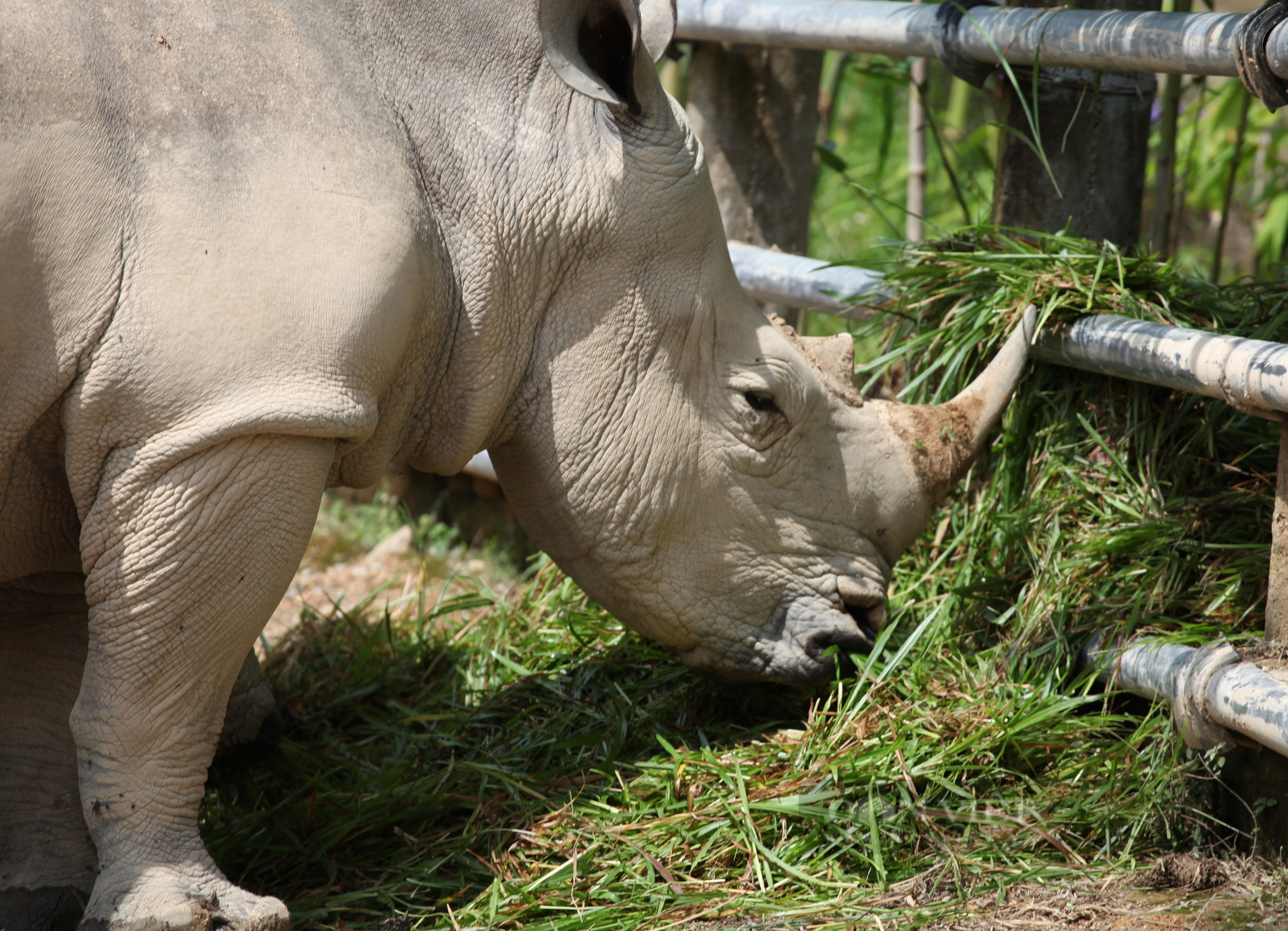 Cận cảnh cuộc sống của những chú tê giác 2 sừng đang được nuôi tại Nghệ An - Ảnh 10.