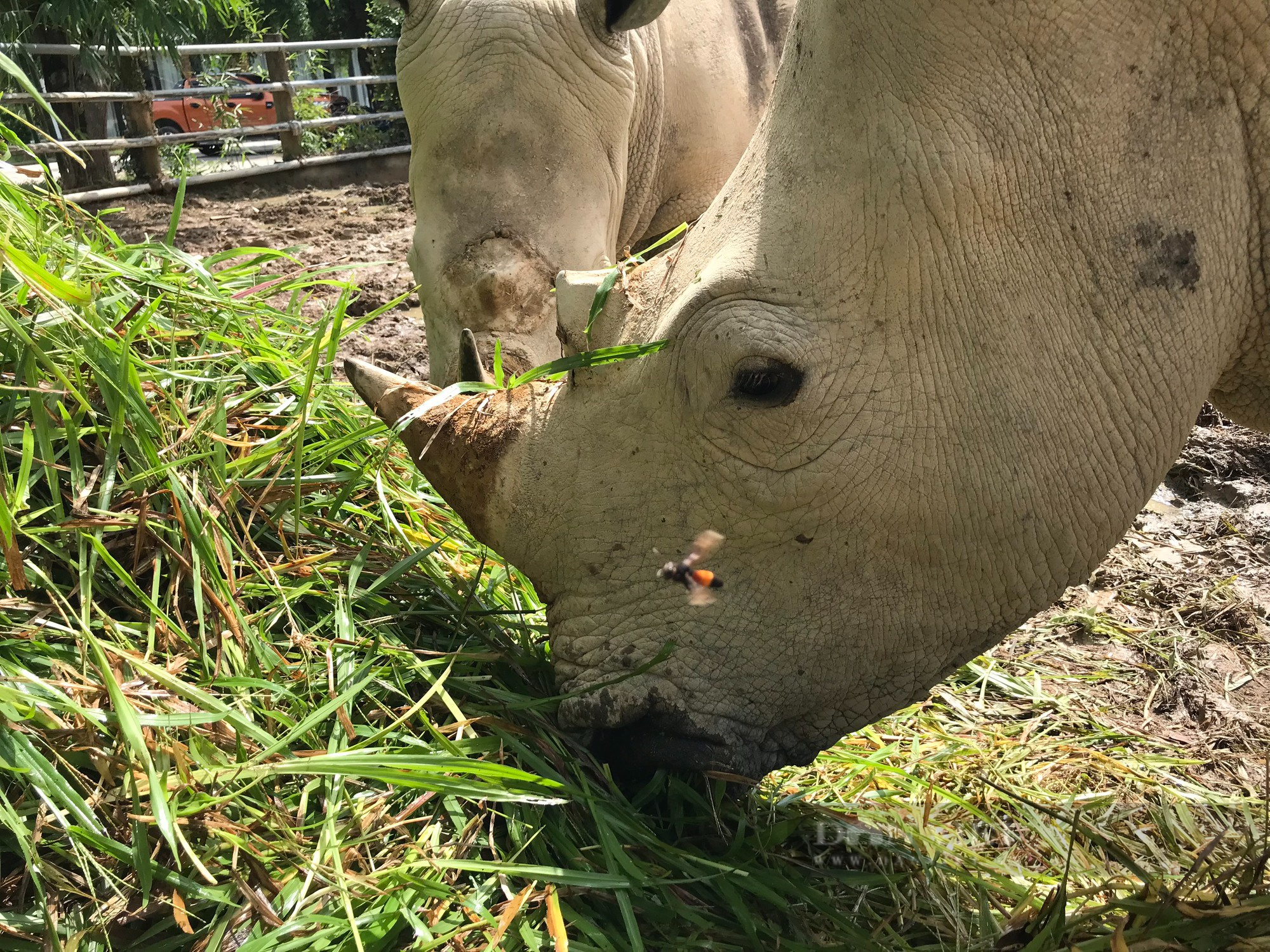 Cận cảnh cuộc sống của những chú tê giác 2 sừng đang được nuôi tại Nghệ An - Ảnh 8.
