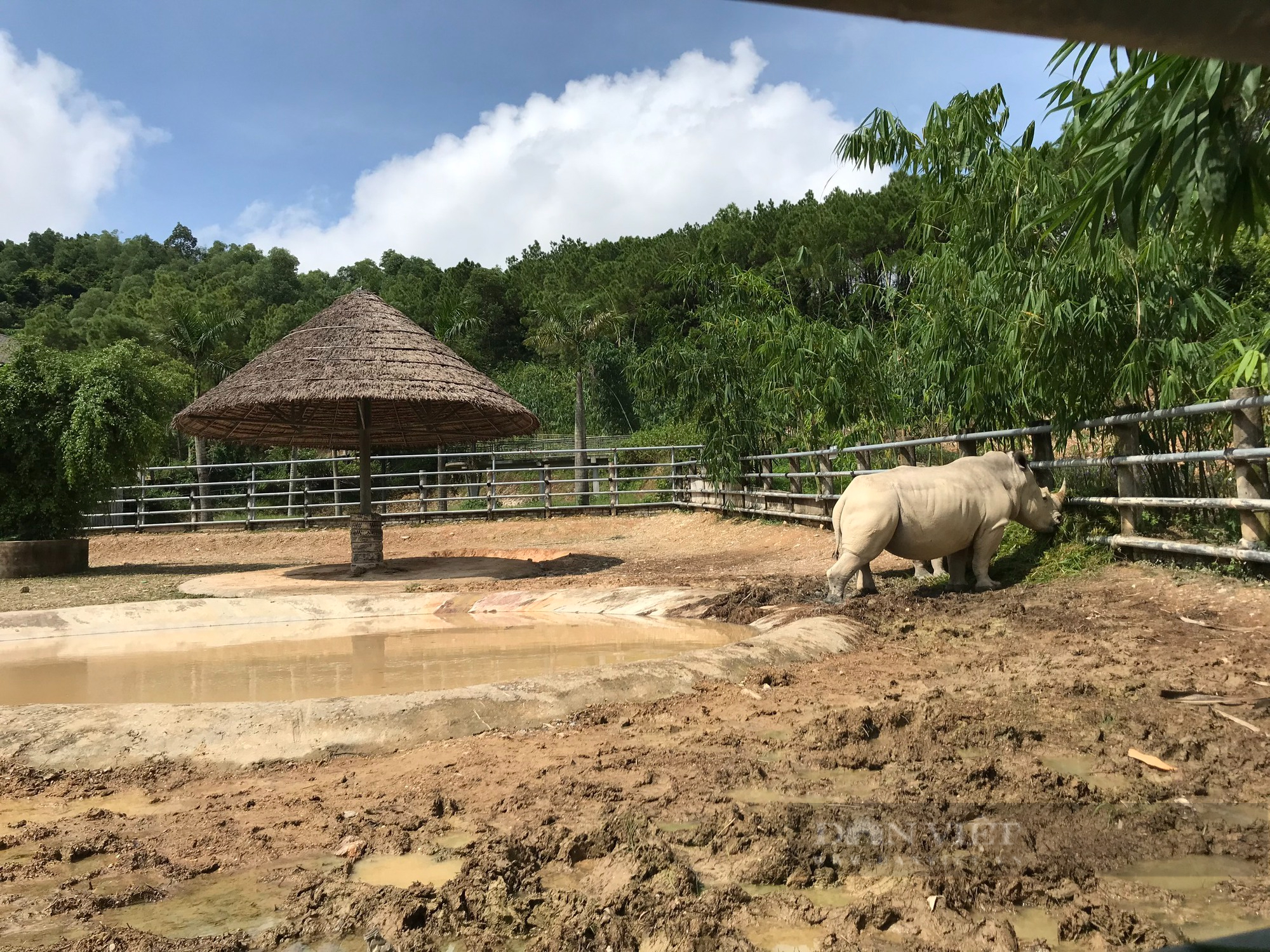 Cận cảnh cuộc sống của những chú tê giác 2 sừng đang được nuôi tại Nghệ An - Ảnh 9.