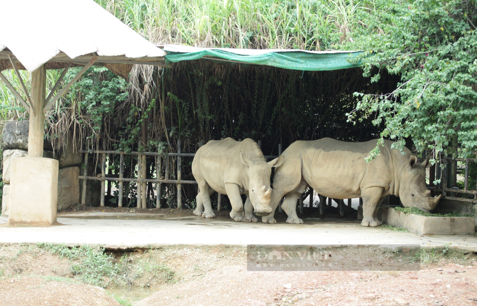 Cận cảnh cuộc sống của những chú tê giác 2 sừng đang được nuôi tại Nghệ An - Ảnh 1.