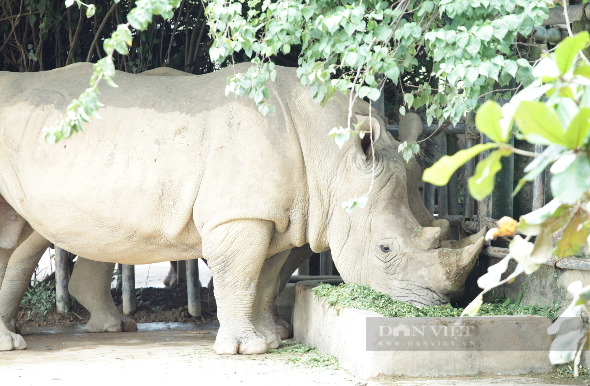 Cận cảnh cuộc sống của những chú tê giác 2 sừng đang được nuôi tại Nghệ An - Ảnh 2.