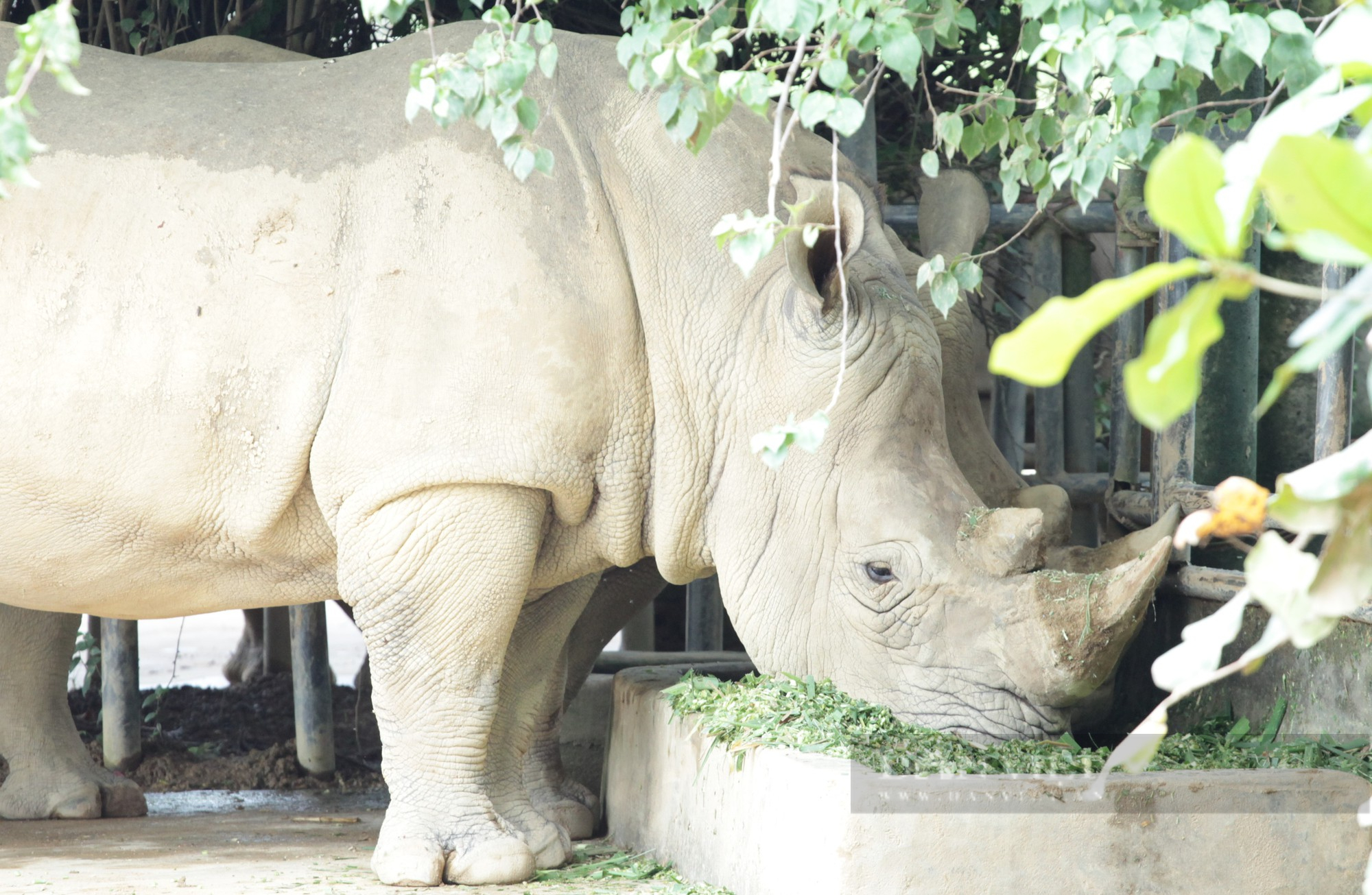 Cận cảnh cuộc sống của những chú tê giác 2 sừng đang được nuôi tại Nghệ An - Ảnh 4.