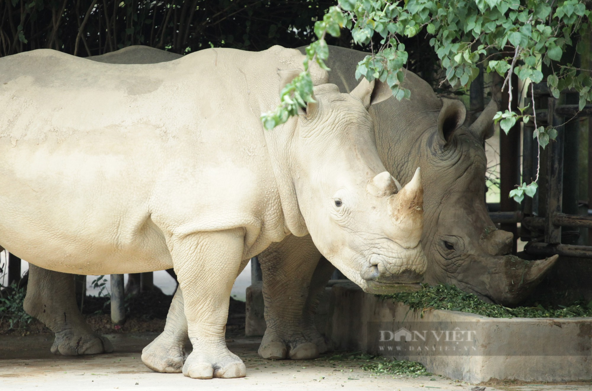 Cận cảnh cuộc sống của những chú tê giác 2 sừng đang được nuôi tại Nghệ An - Ảnh 3.