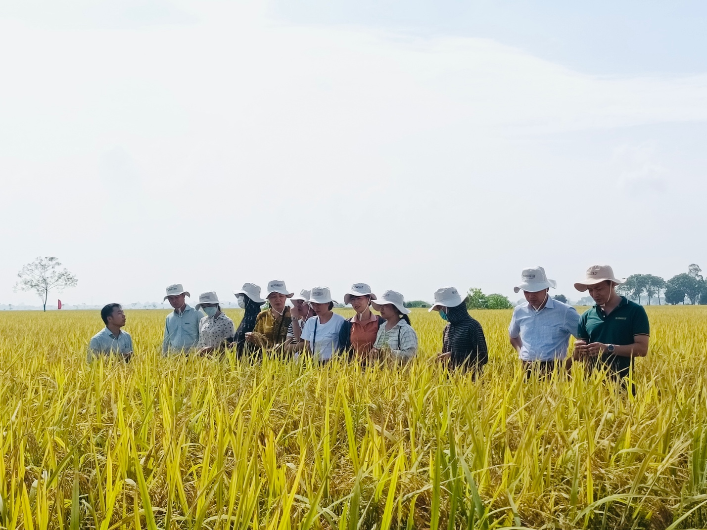 Mô hình sản xuất giống lúa Thiên ưu 8 có gì đặc biệt mà nông dân Hà Nội đề nghị mở rộng diện tích - Ảnh 1.