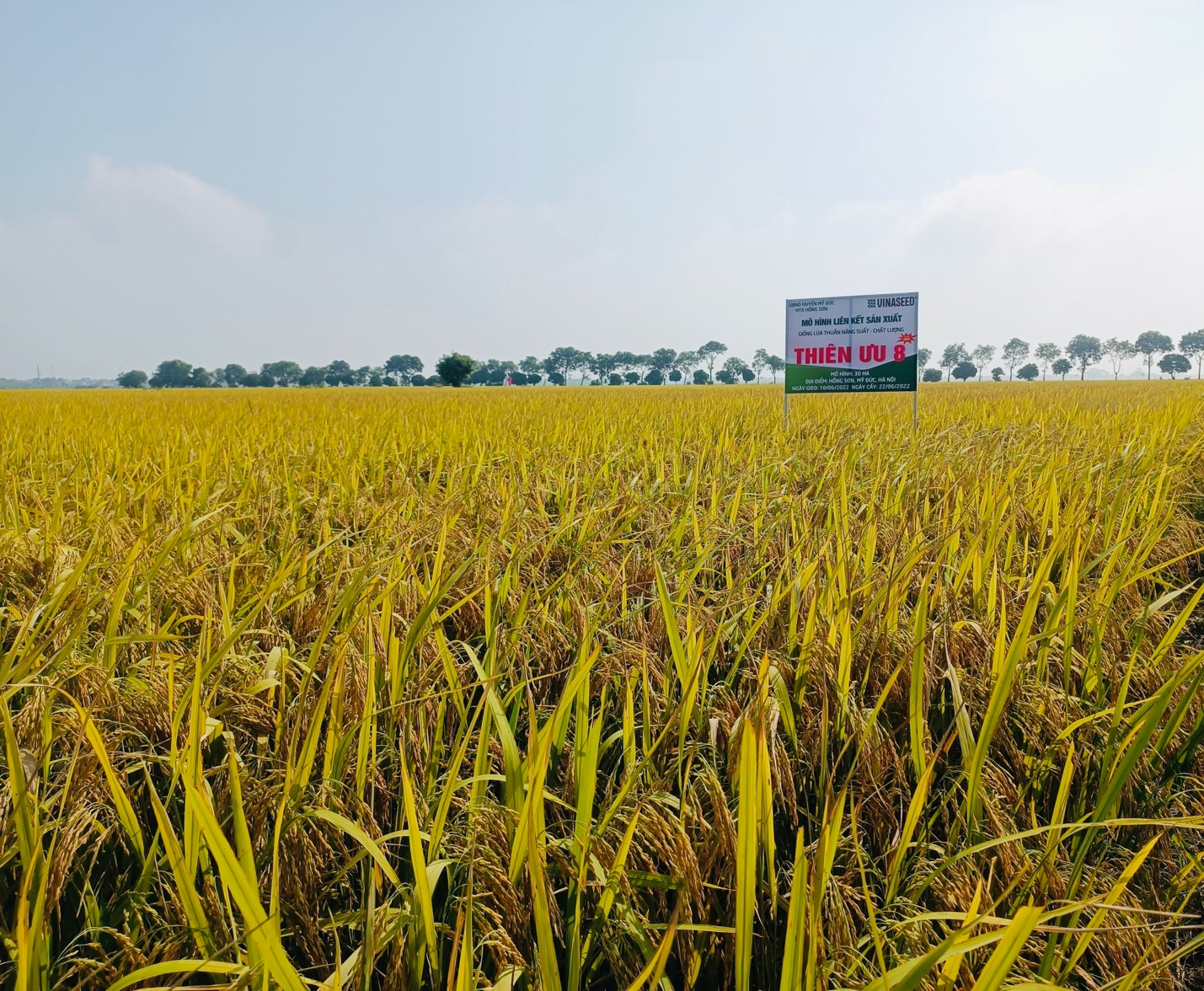 Mô hình sản xuất giống lúa Thiên ưu 8 có gì đặc biệt mà nông dân Hà Nội đề nghị mở rộng diện tích - Ảnh 2.