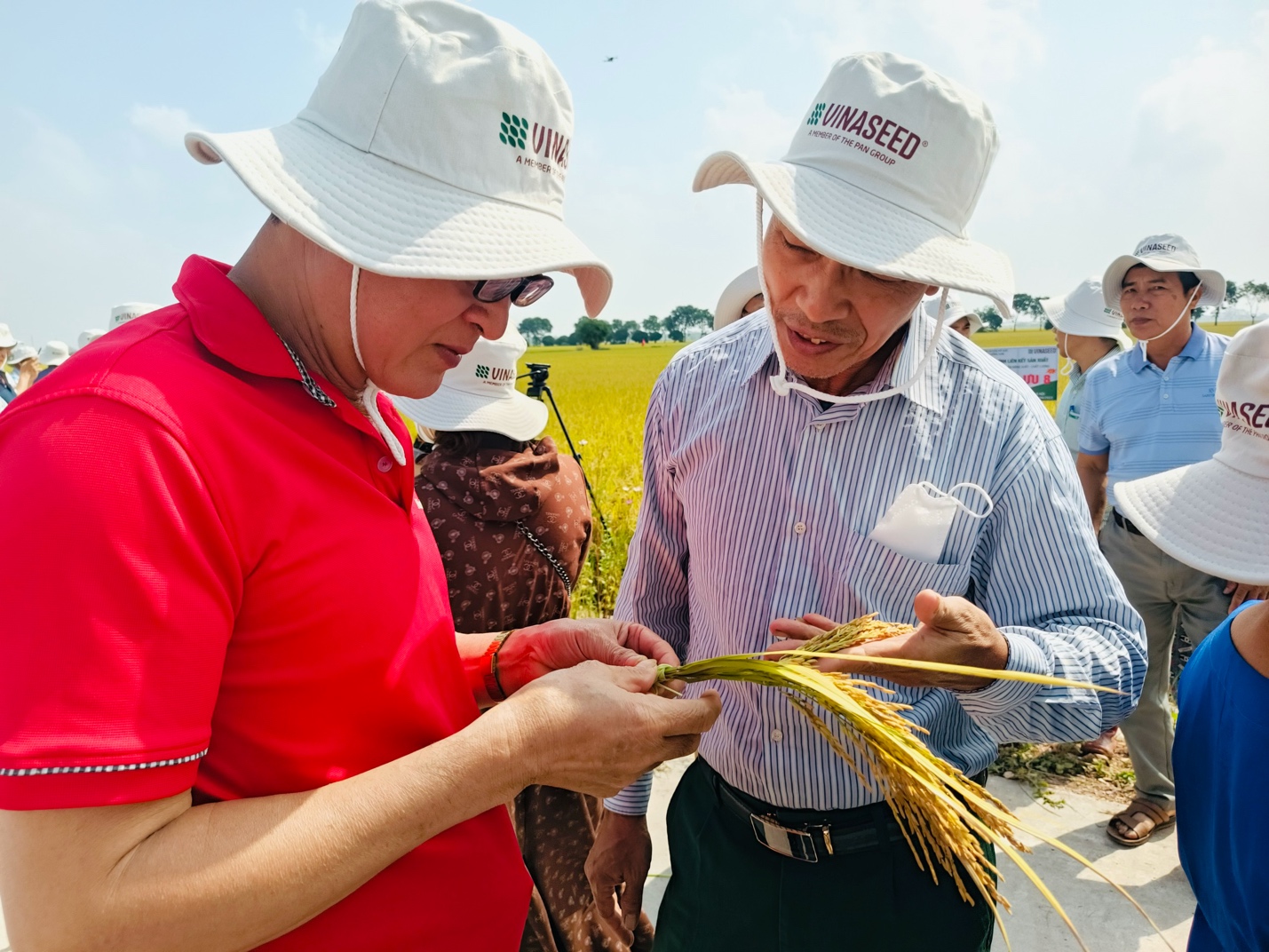 Mô hình sản xuất giống lúa Thiên ưu 8 có gì đặc biệt mà nông dân Hà Nội đề nghị mở rộng diện tích - Ảnh 3.