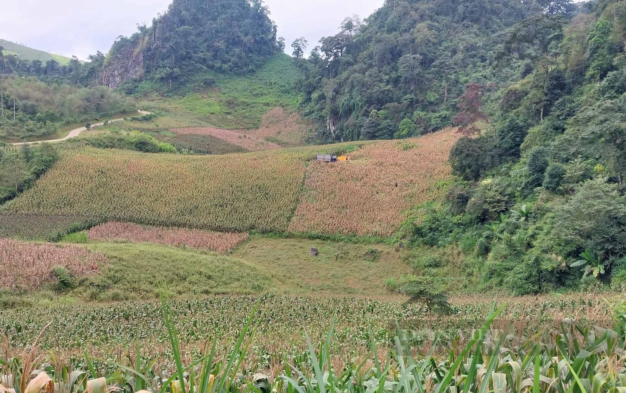 Ngô vùng cao Sơn La được mùa, được giá - Ảnh 2.