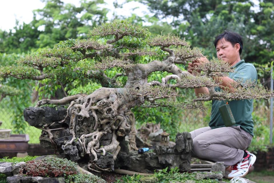 Một làng ở Hà Nội thu hàng chục tỷ đồng nhờ làm đẹp cho cây, du khách thích thú đến xem   - Ảnh 2.