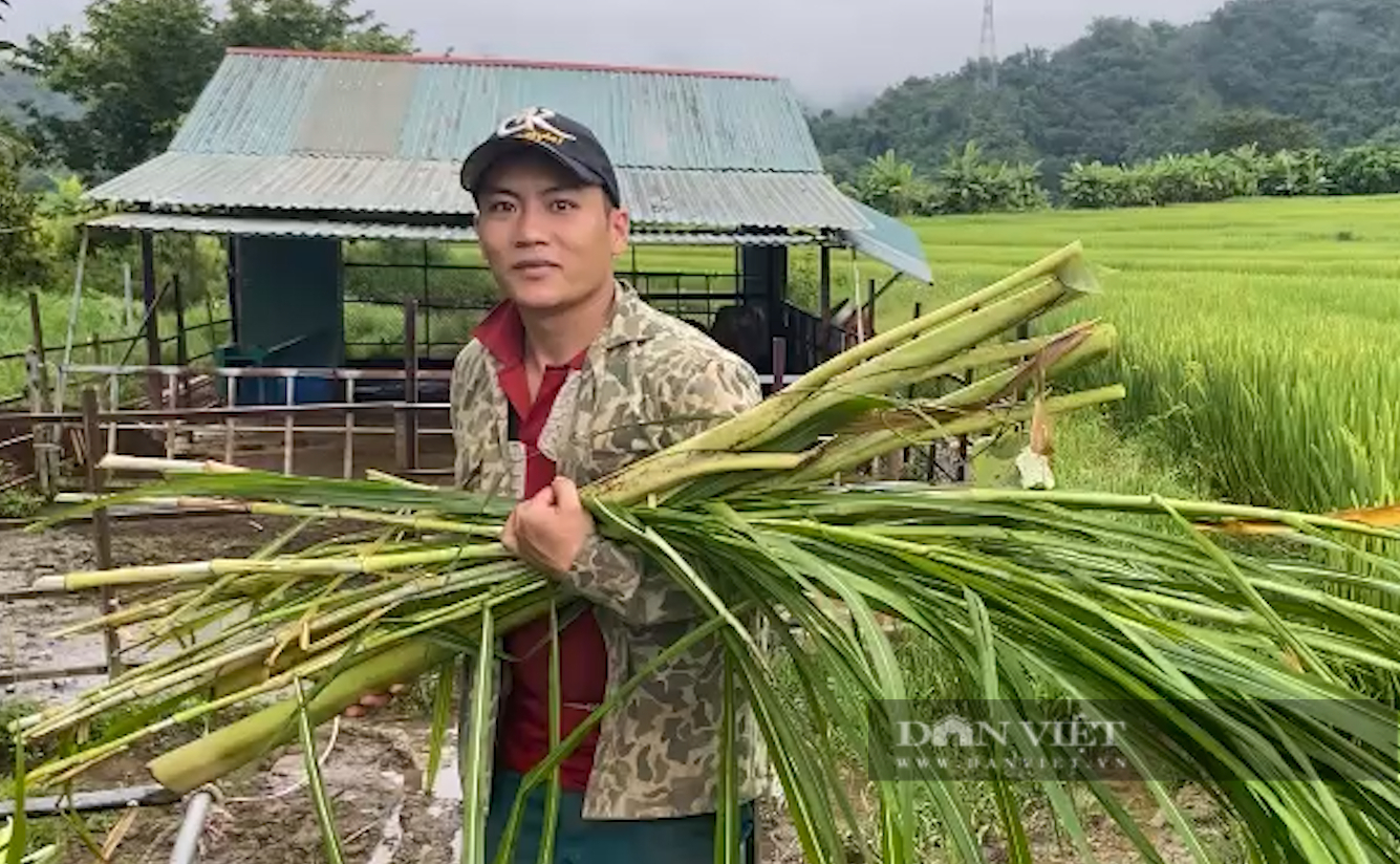 Nuôi lợn đen, trai 8x ở vùng cao Lai Châu thu lời cả trăm triệu/năm - Ảnh 2.