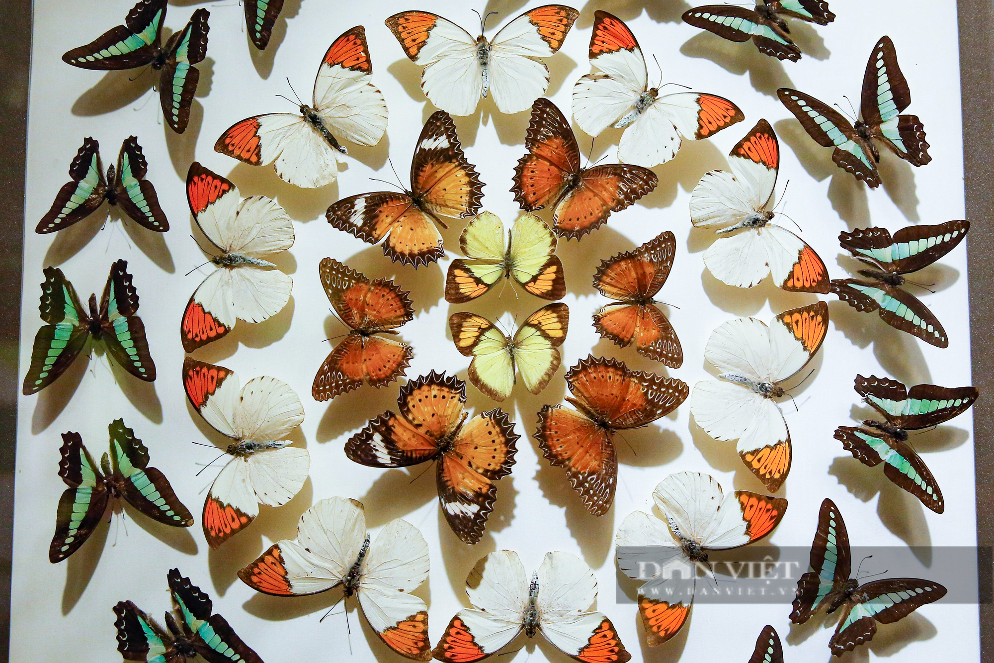 Ngắm bộ sưu tập bướm quý hiếm đẹp nhất Việt Nam - Ảnh 8.