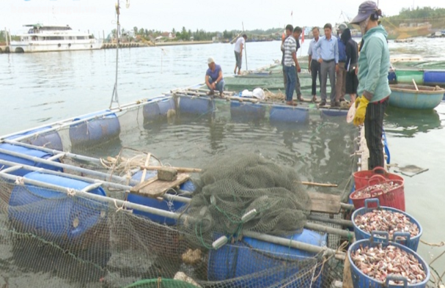 Nuôi loài cá quen có cái tên nhiều người nghe lạ ở Quảng Ngãi, nông dân bán 160.000 đồng/kg - Ảnh 2.