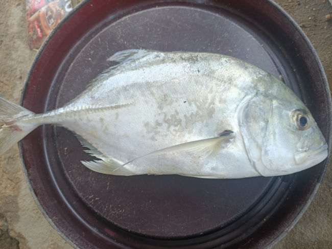 Nuôi loài cá quen có cái tên nhiều người nghe lạ ở Quảng Ngãi, nông dân bán 160.000 đồng/kg - Ảnh 3.