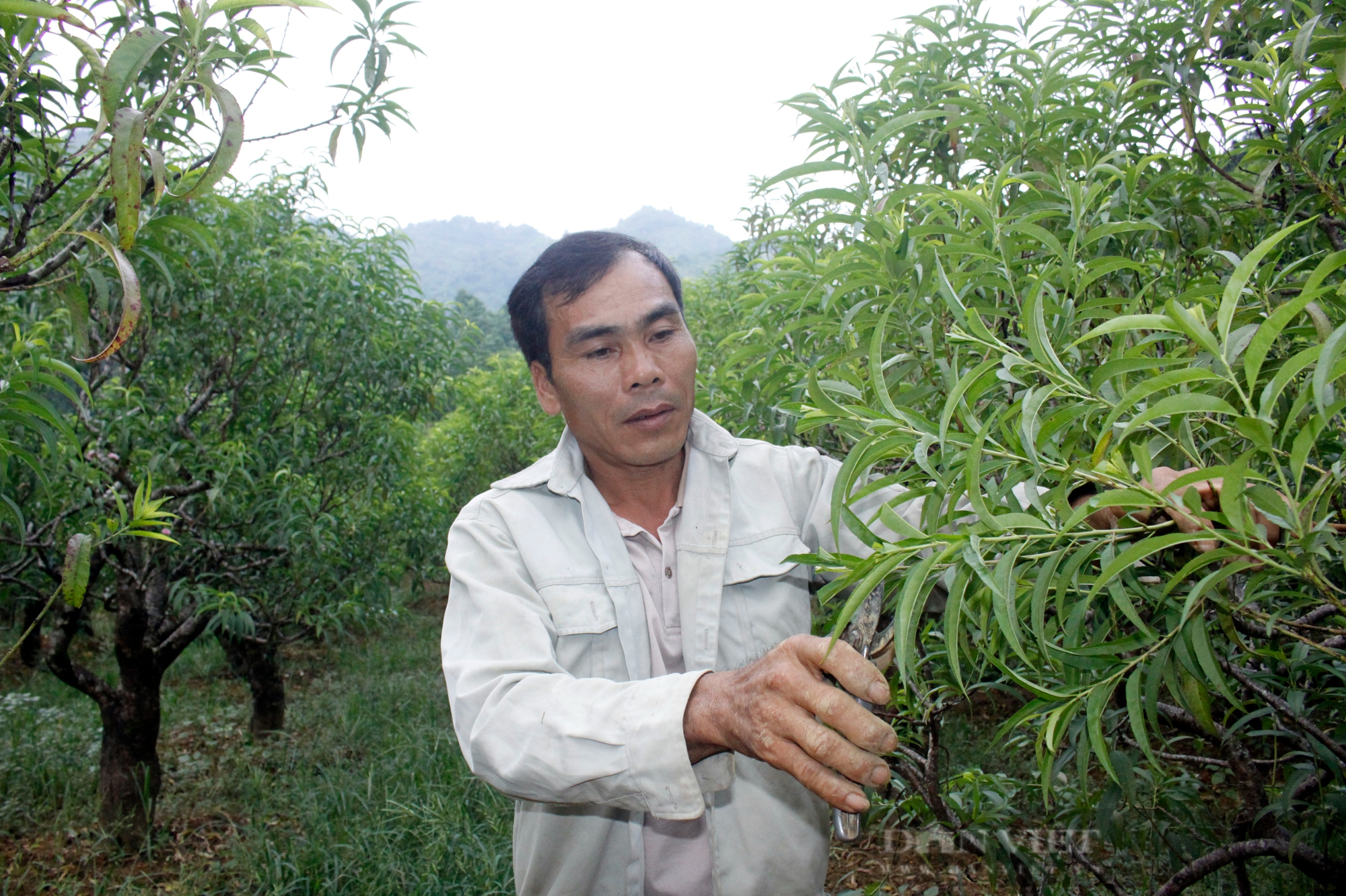 Nông dân Việt Nam xuất sắc 2022 đến từ Lào Cai là người trồng thứ cây mà vào dịp tết nhà nào cũng muốn có - Ảnh 6.