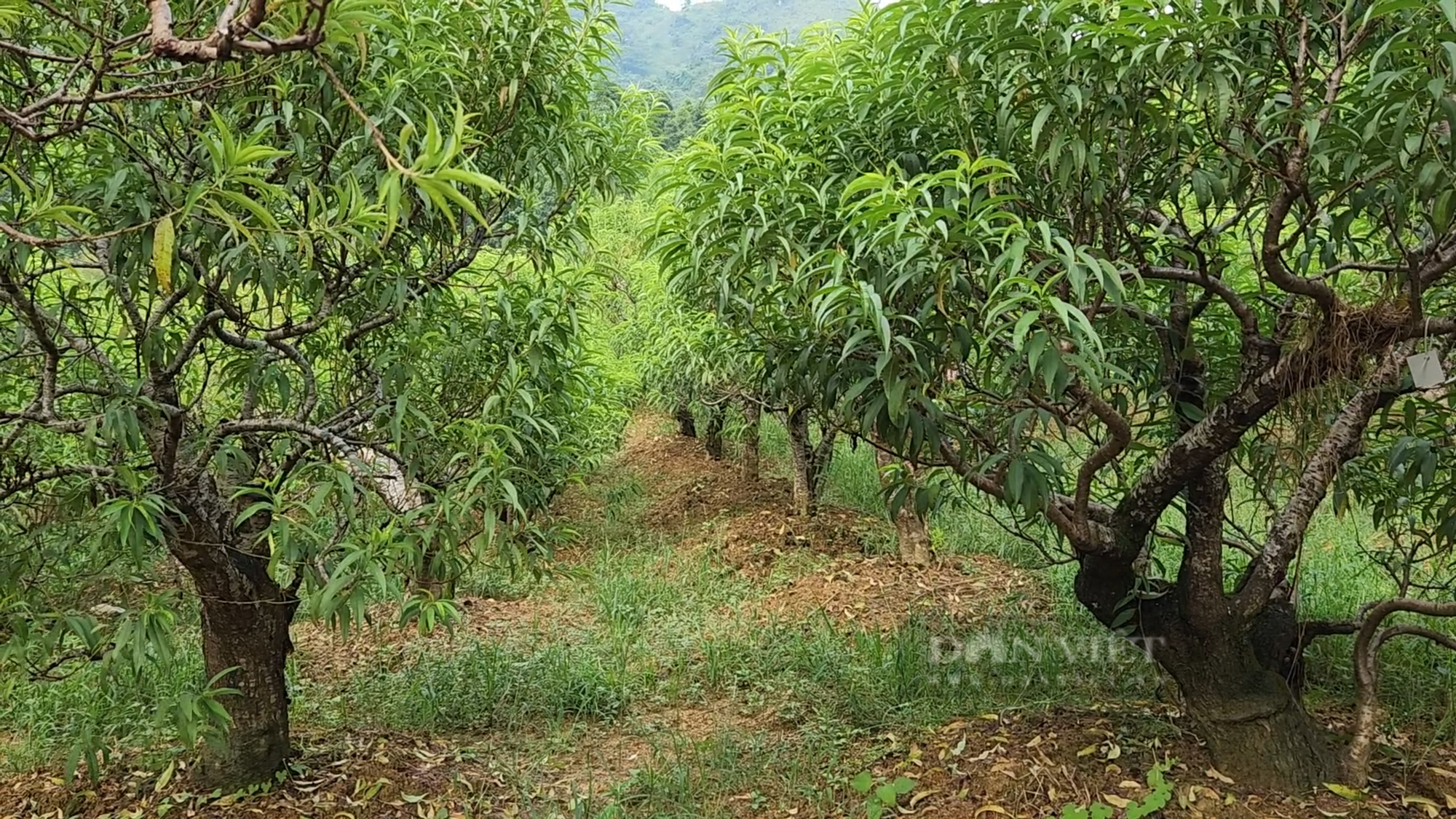 Nông dân Việt Nam xuất sắc 2022 đến từ Lào Cai là người trồng thứ cây mà vào dịp tết nhà nào cũng muốn có - Ảnh 5.